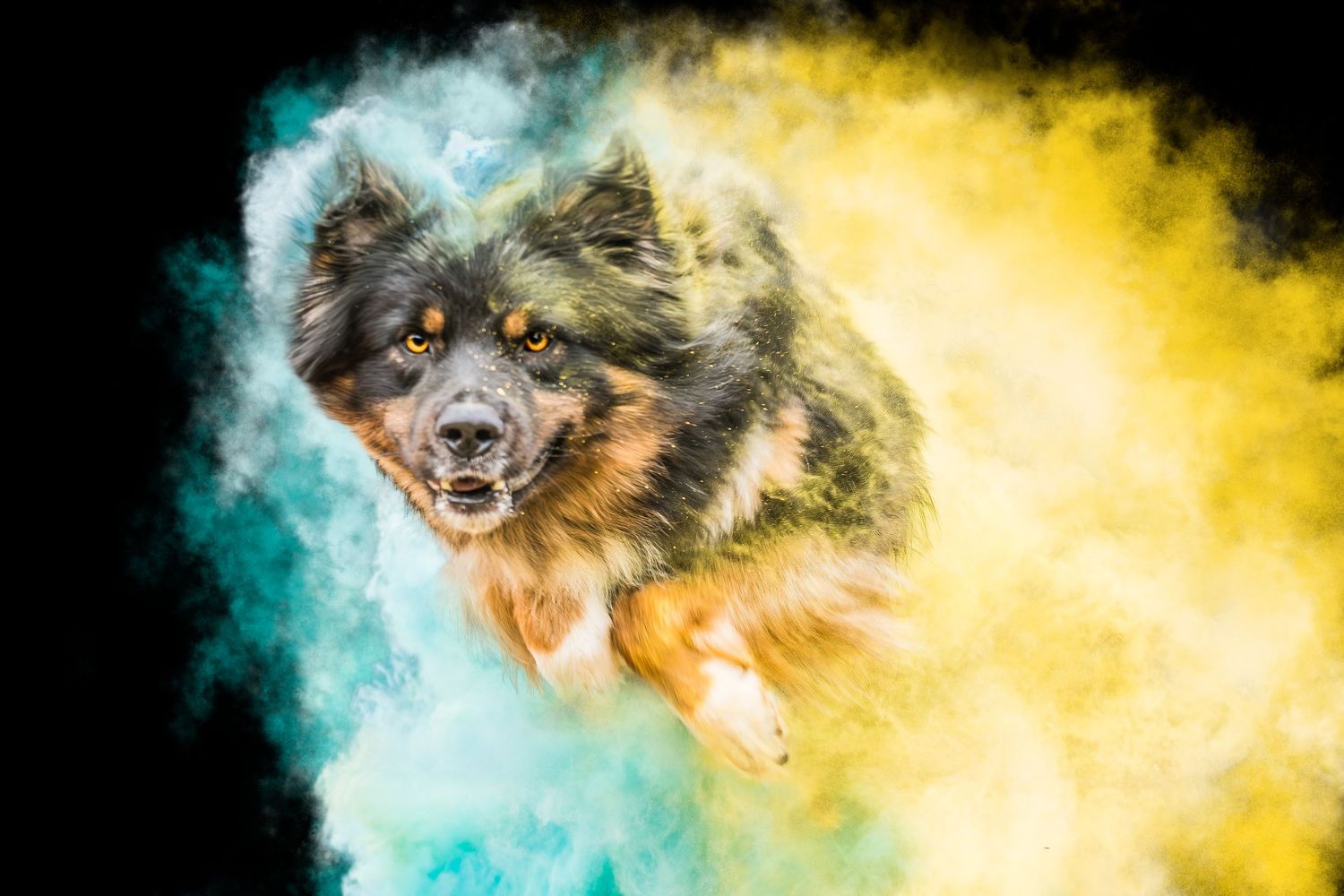 Portrait chien australien Wenaewe photographie sarthe photographe animalier Photo mouvement explosion poudre holi powder couleur fond noir
