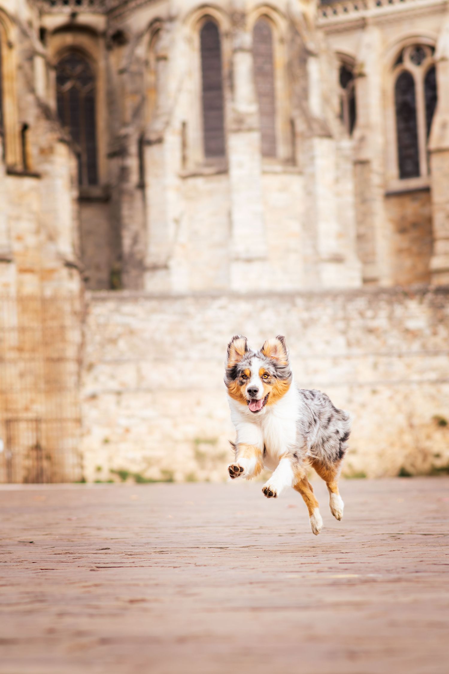 Portrait Wenaewe photographe Sarthe Le Mans Champagné Mulsanne photographe chien chevaux chat chiot urbain cathédrale st julien australien