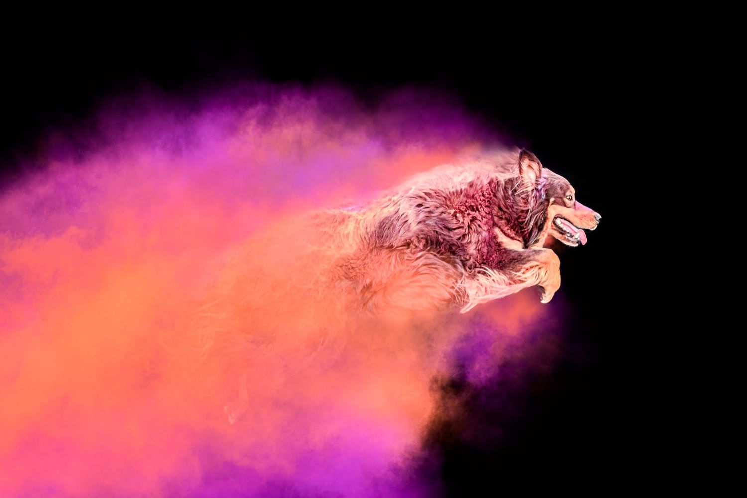 Portrait chien Wenaewe photographie sarthe photographe animalier Photo mouvement explosion poudre holi powder en couleur bleu fond noir