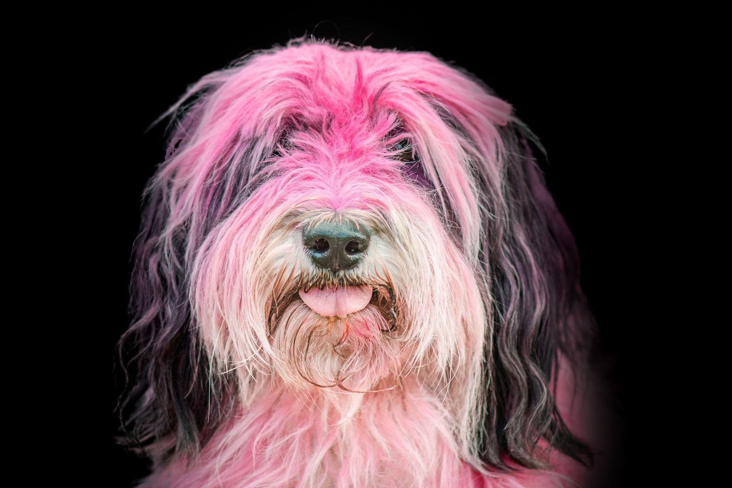 Portrait chien Wenaewe photographie sarthe photographe animalier Photo mouvement  explosion poudre holi powder en couleur rose