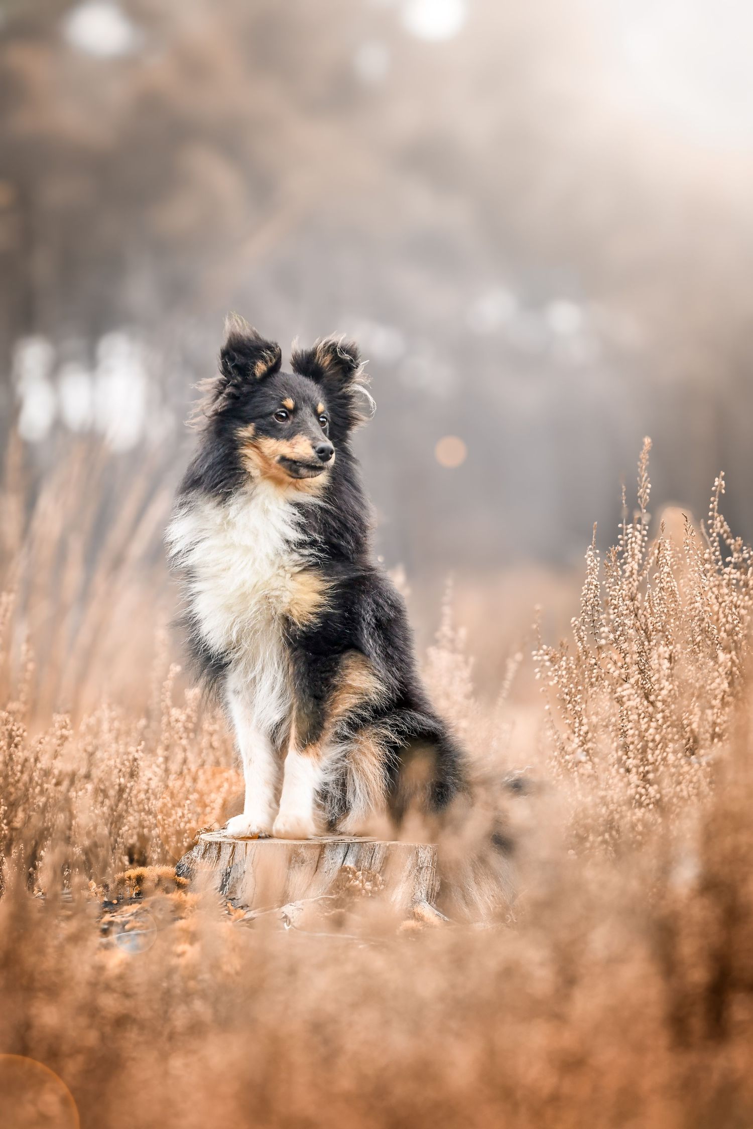 Photo portrait chien Shetland Collie. Wenaewe photographie sarthe photographe animalier. Sheltand tricolore sur souche dans bruyère. automne