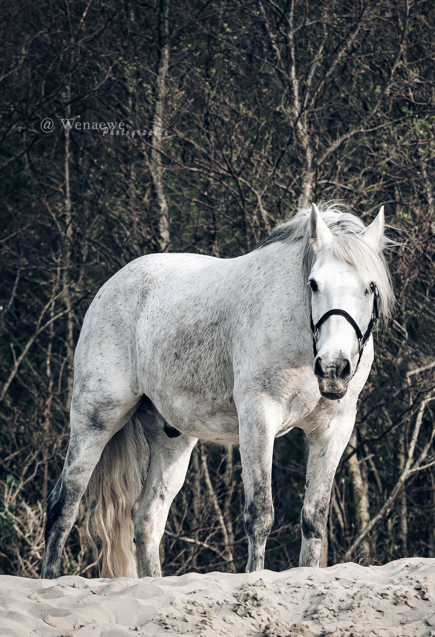 Photo portrait cheval gris pommelé. Wenaewe photographie sarthe photographe animalier Équidé sur dune de sable foret Onirique force muystere