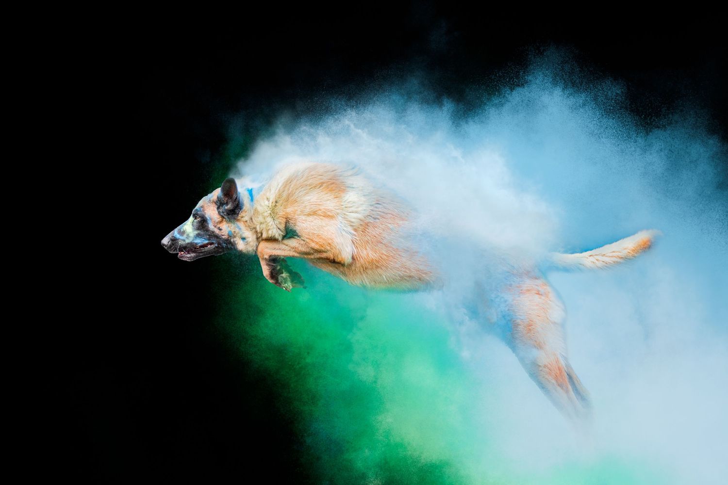 Portrait chien Wenaewe photographie sarthe photographe animalier Photo mouvement explosion poudre holi powder en couleur vert bleu fond noir