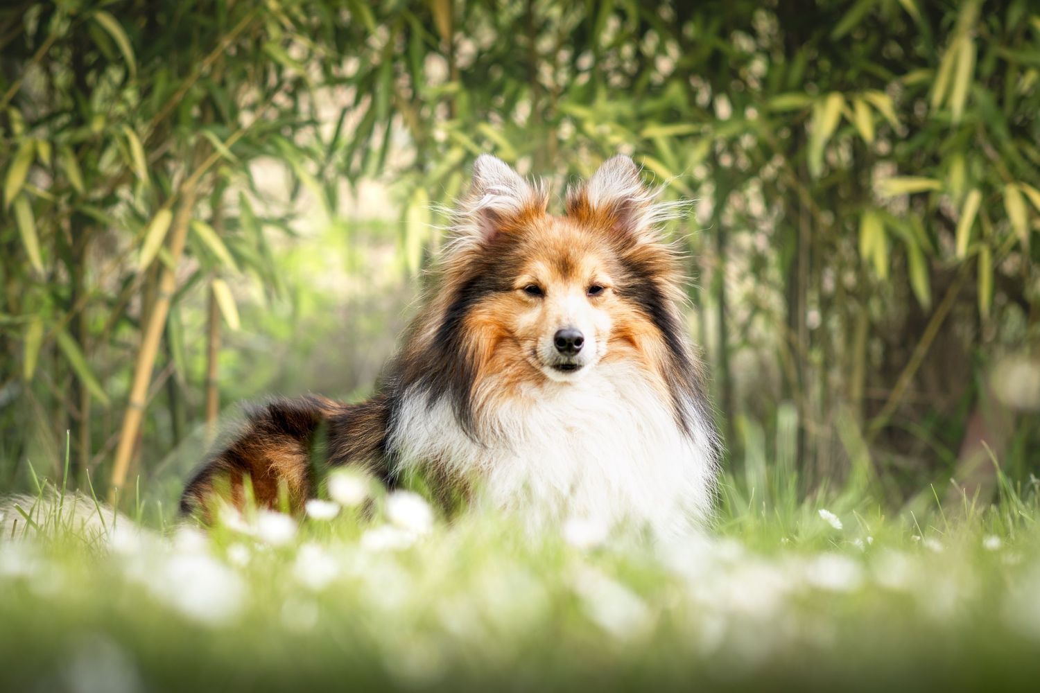 Photo portrait chien Sheltie fauve et blanc. Wenaewe photographie sarthe photographe animalier. Shetland, Chien au milieu des bambous vert.