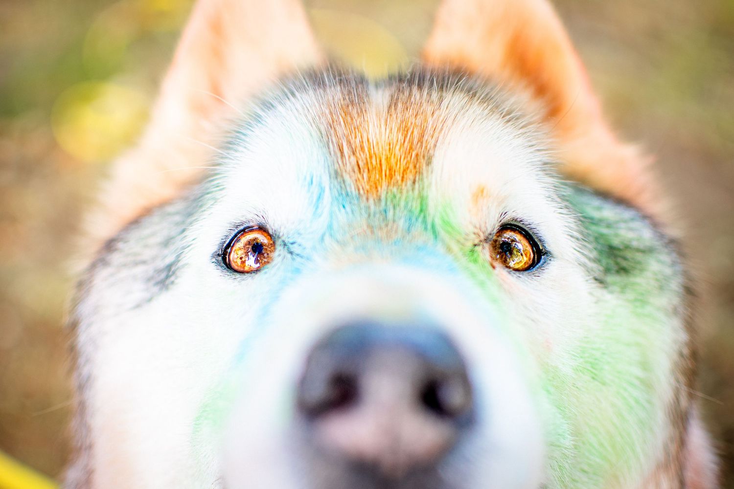 Portrait chien husky gros nez Wenaewe photographie sarthe photographe animalier Photo mouvement  explosion poudre holi powder en couleur