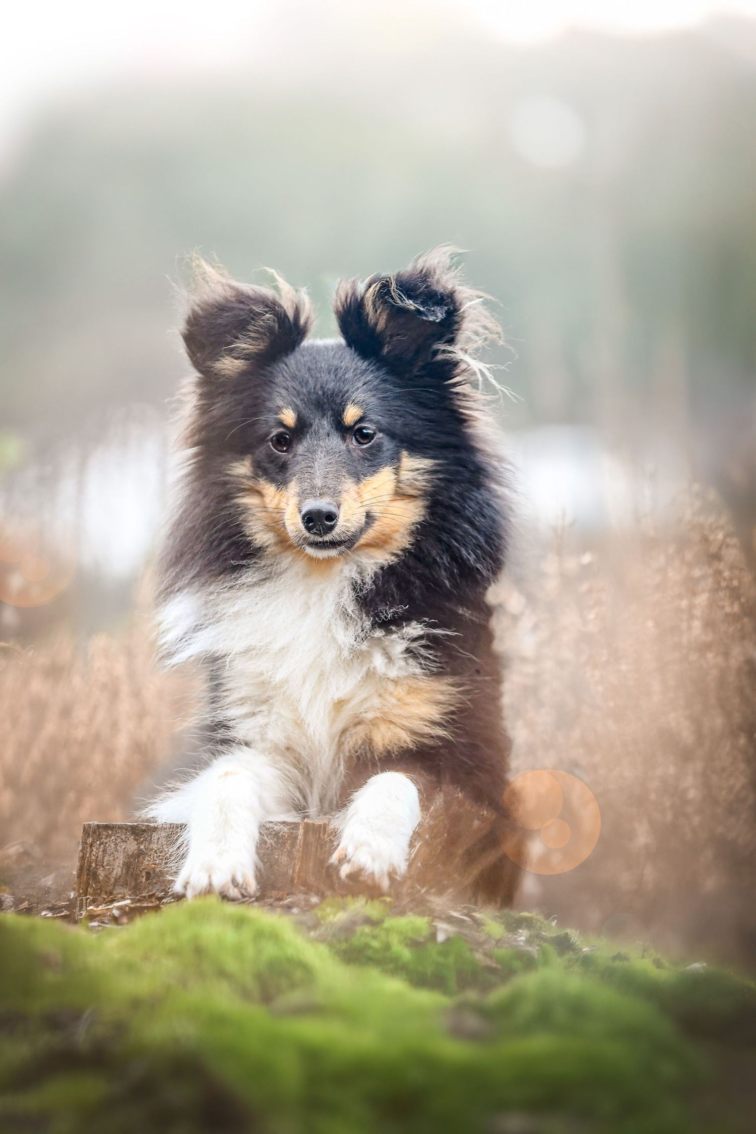 Portrait Wenaewe photographie sarthe Le Mans photographe animalier Chien Shetland sur une souche portrait lumiere naturelle et douce automne