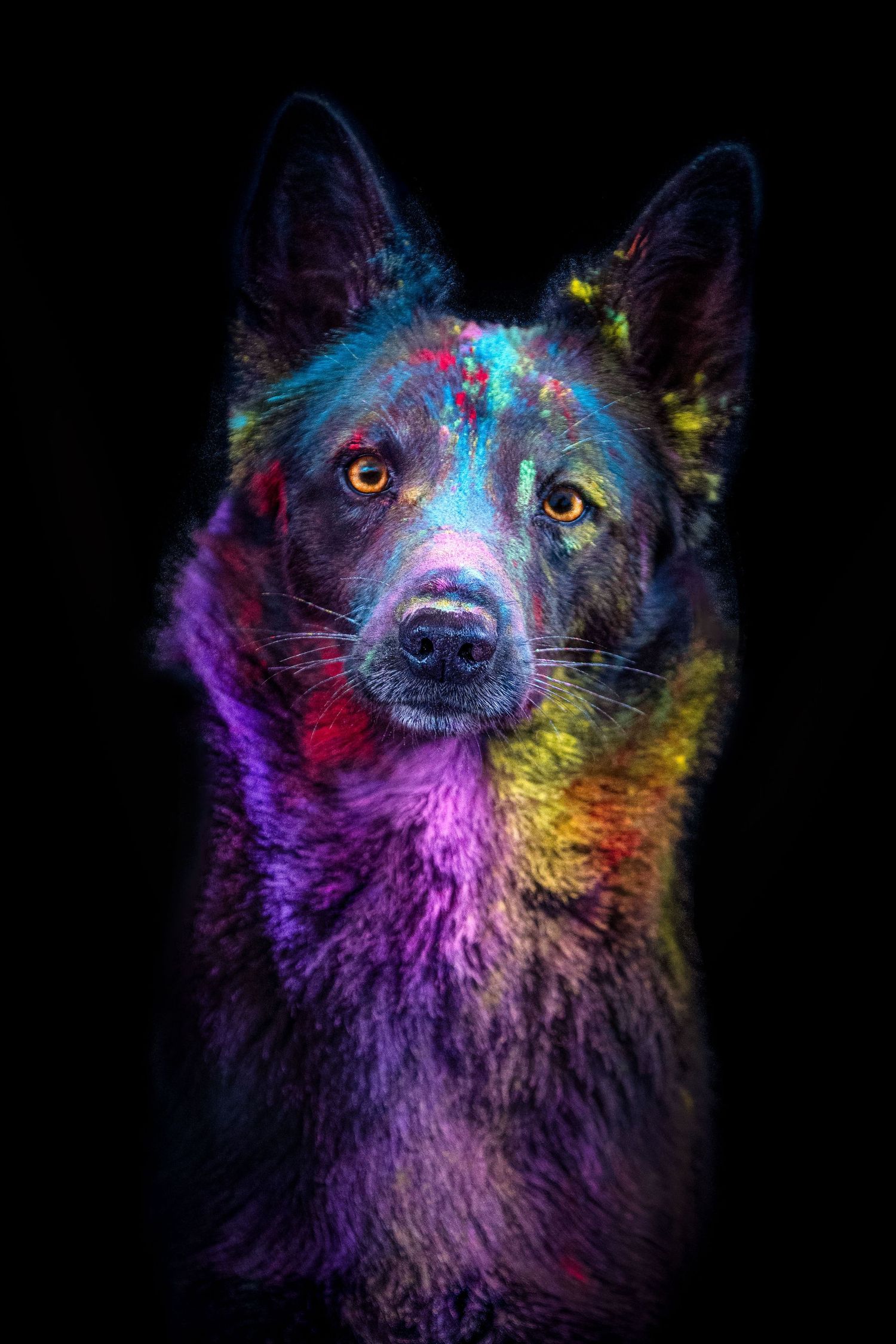 Wenaewe photographe Sarthe Rouen Champagné Mulsanne photographe chien chevaux chat chiot Powder poudre Holi action studio dynamique couleur