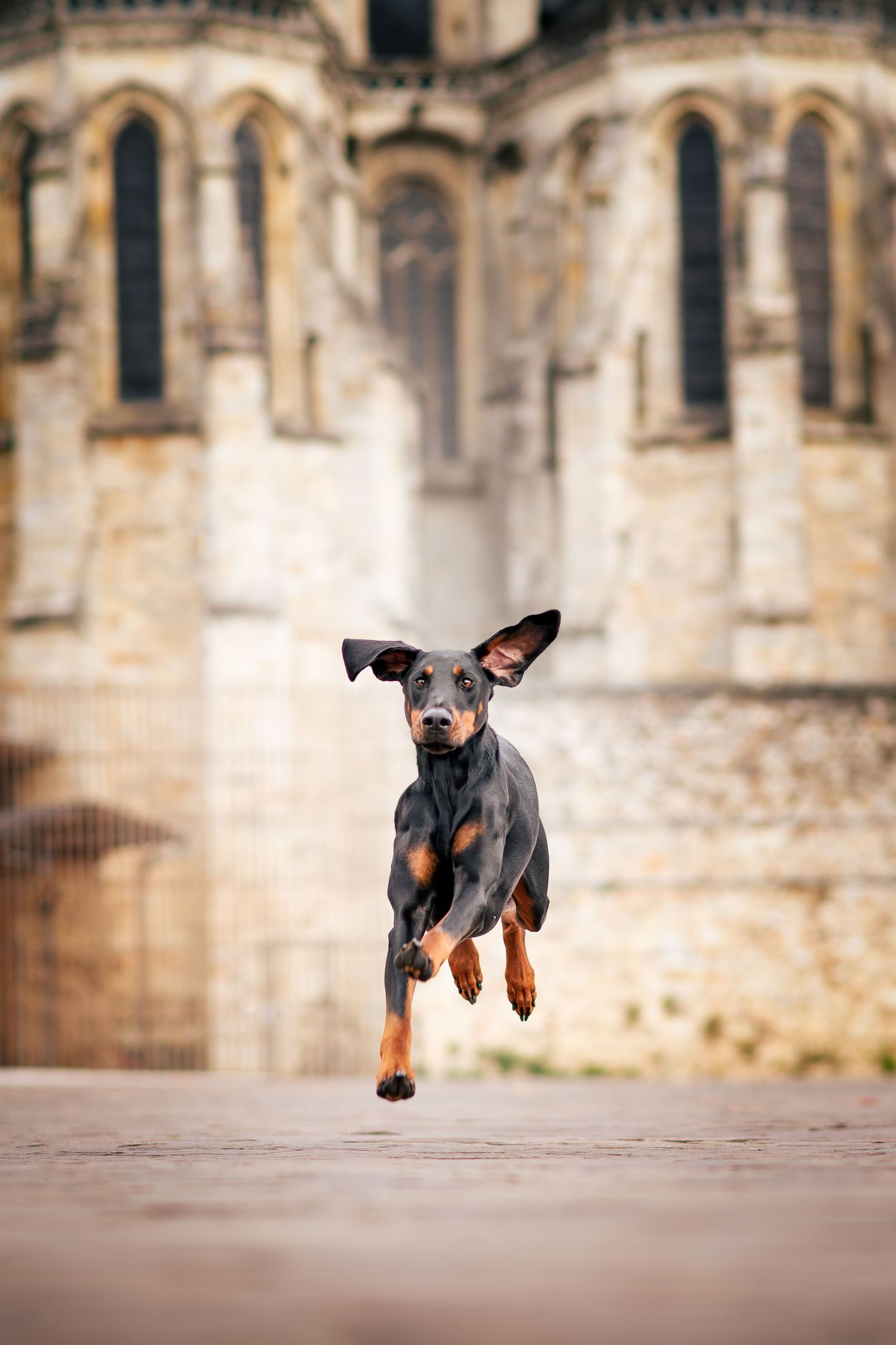 Portrait Wenaewe photographe Sarthe Le Mans Champagné Mulsanne photographe chien chevaux chat chiot urbain cathédrale st julien dobermann