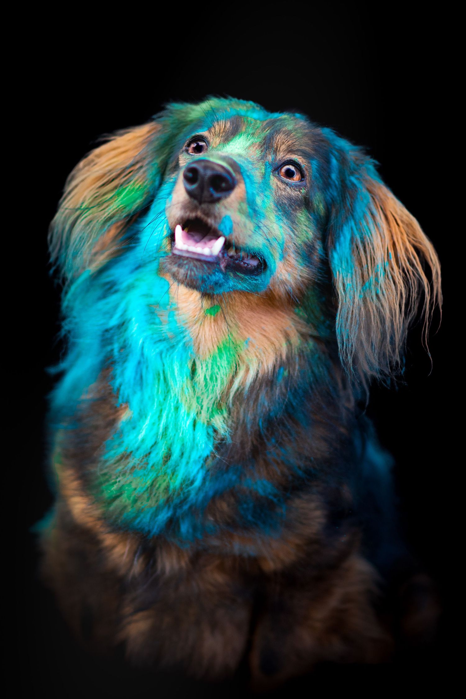 Portrait chien teckel Wenaewe photographie sarthe photographe animalier Photo pose, face poudre holi powder couleur bleu vert en fond noir