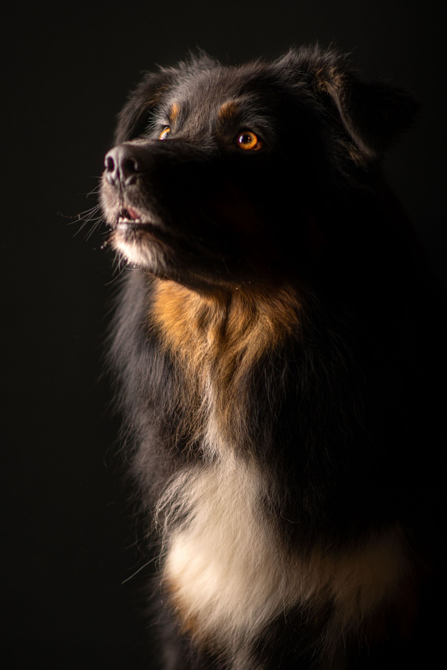 Portrait Wenaewe photographe Sarthe Le Mans Champagné Mulsanne photographe chien chevaux chat chiot studio fond noir berger australien