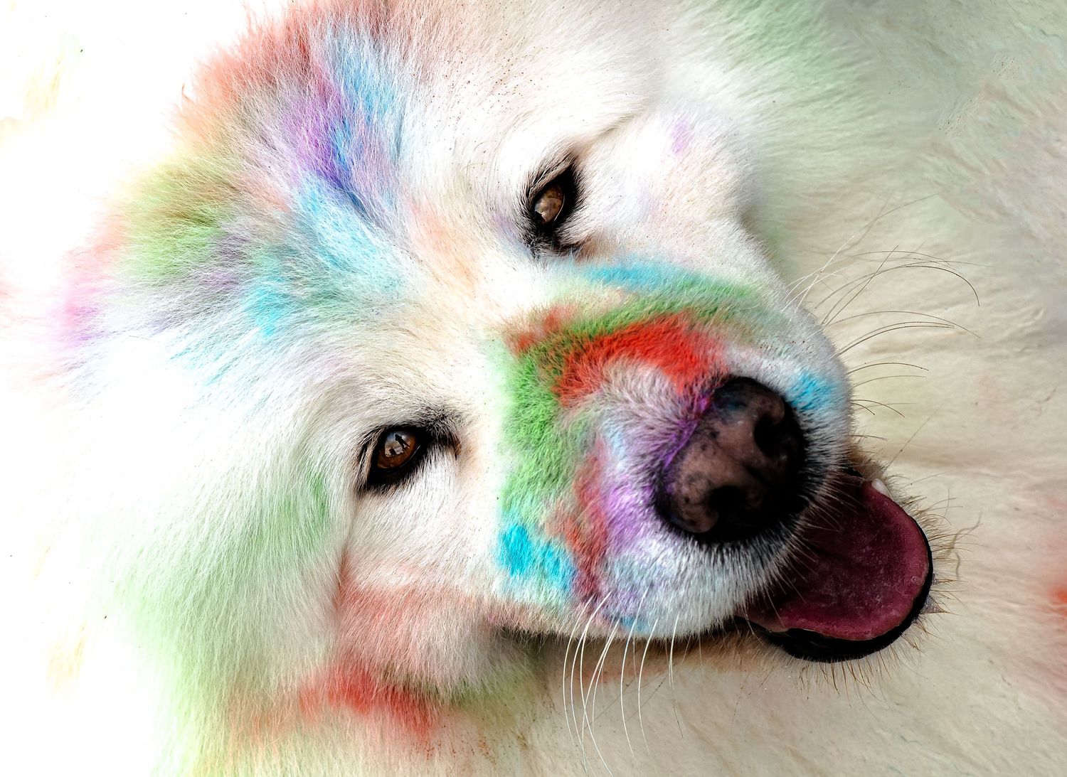 Portrait chien Wenaewe photographie sarthe photographe animalier Photo mouvement dans une explosion poudre holi powder en couleur fond noir