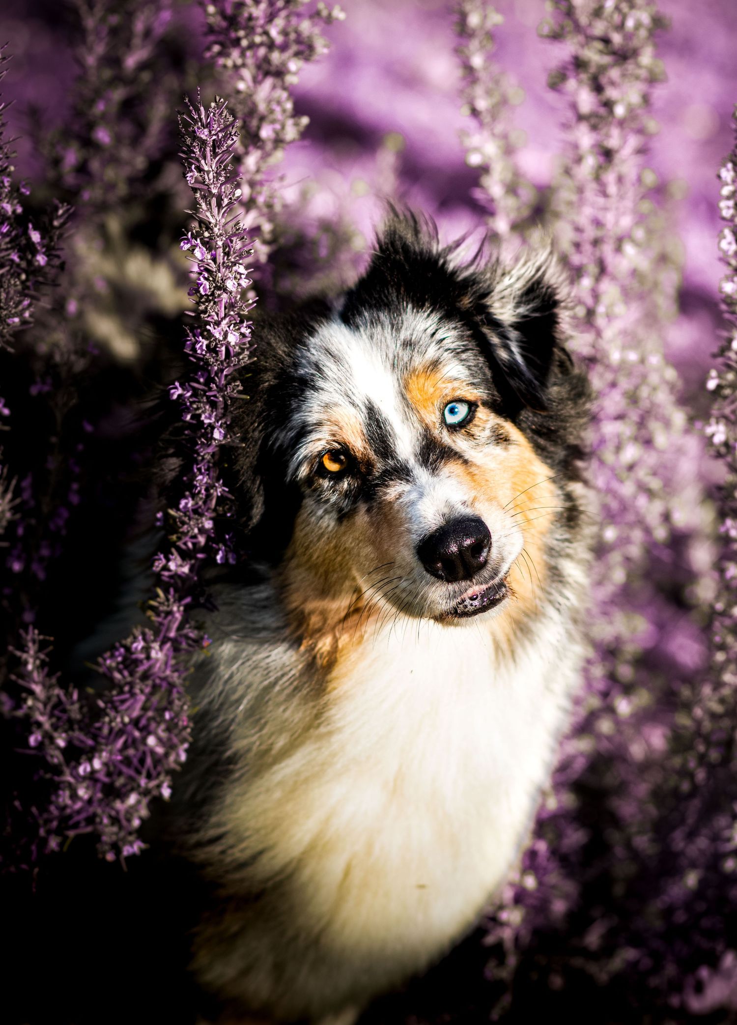 Photo portrait Wenaewe photographie sarthe photographe Portrait Berger Australien yeux vairons au milieu de fleurs mauves et violettes
