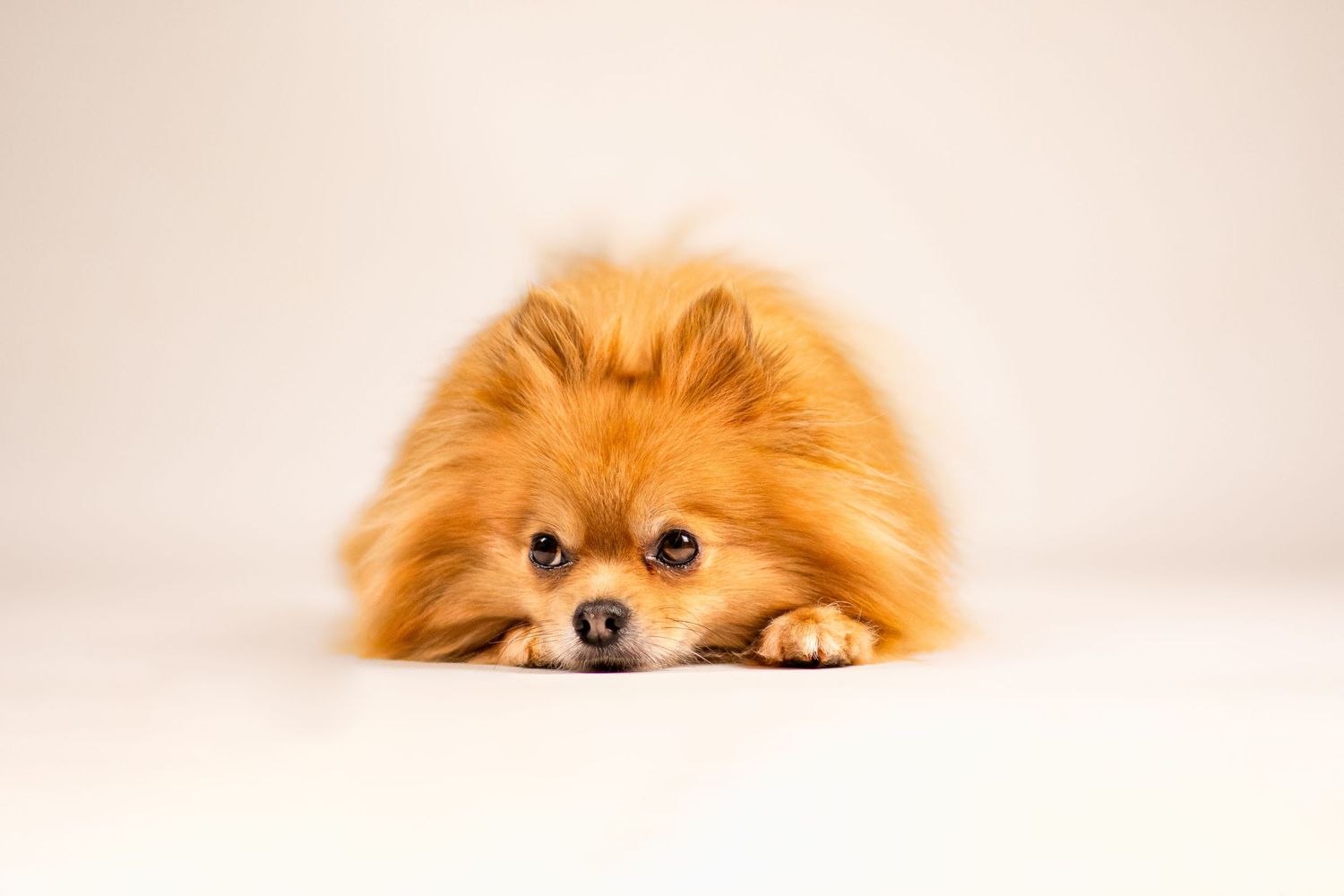 Portrait Wenaewe photographe Sarthe Le Mans Champagné Mulsanne photographe chien chevaux chat studio fond blanc spitz complicité regard