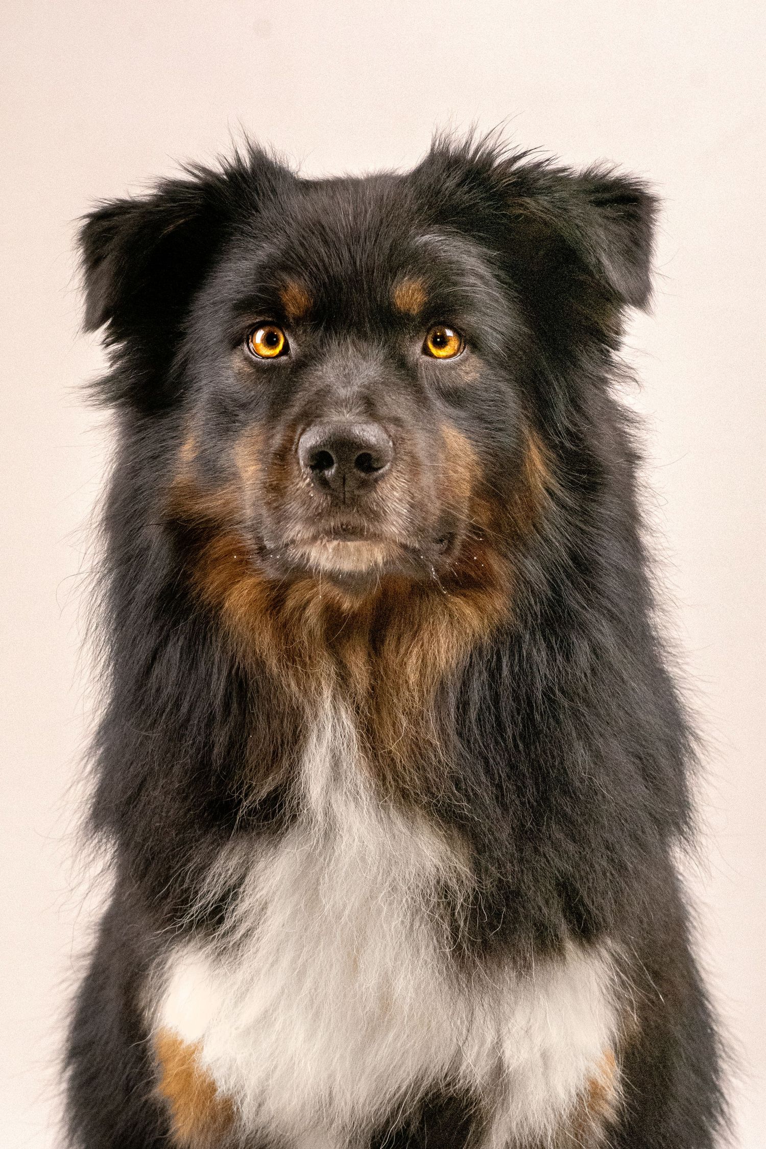 Portrait Wenaewe photographe Sarthe Le Mans Champagné Mulsanne photographe chien chevaux chat chiot studio fond blanc berger australien