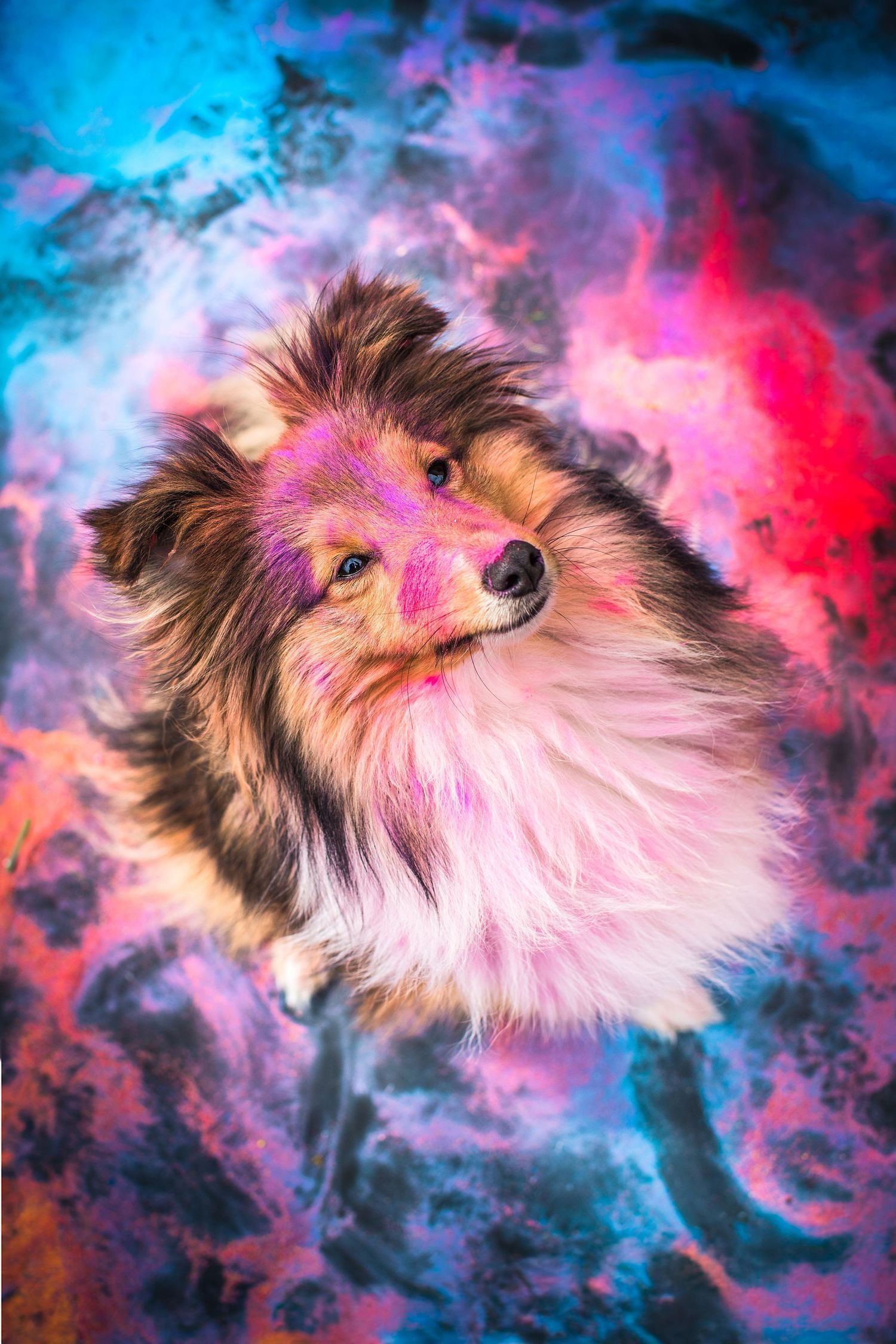 Portrait chien  shetland Wenaewe photographie sarthe photographe animalier Photo pose, face poudre holi powder en couleur rose en fond noir