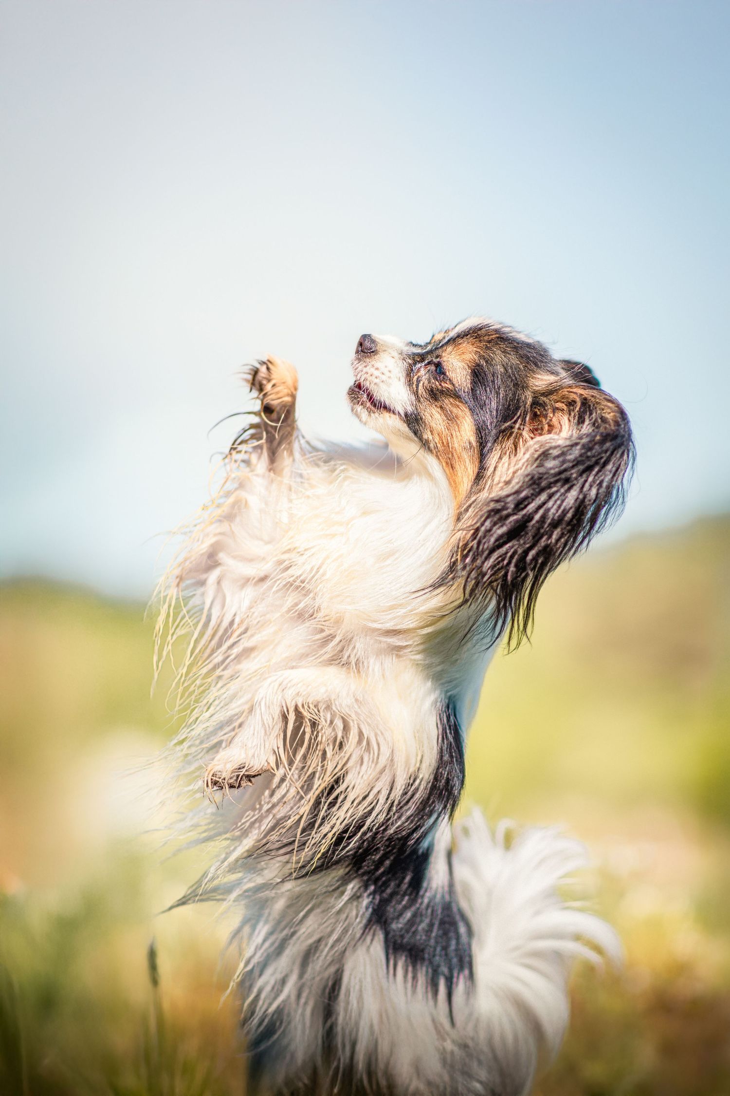 Photo portrait de chien Papillon dansant. Wenaewe photographie sarthe photographe animalier. Tricolore debout dans un champ, poils au vent.