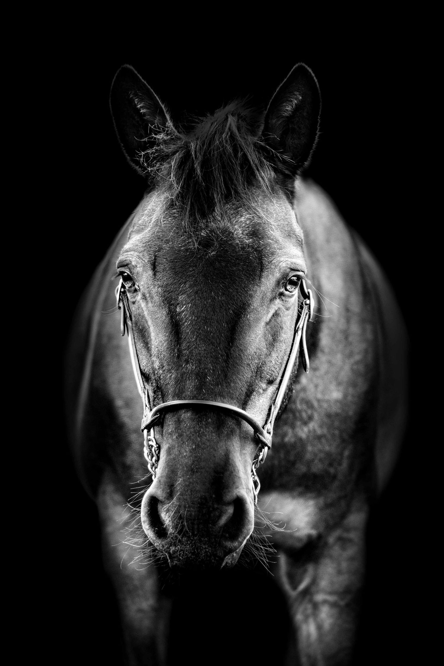 Portrait Wenaewe photographe Sarthe Le Mans Champagné Mulsanne photographe chien chevaux chat chiot studio fond noir blanc expression