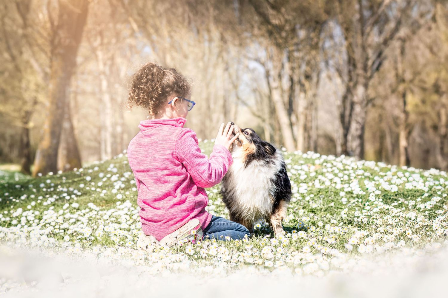 Photo portrait enfant et chien Sheltland. Wenaewe photographie sarthe photographe animalier. Fille, chien dans un parc, marguerites, joie