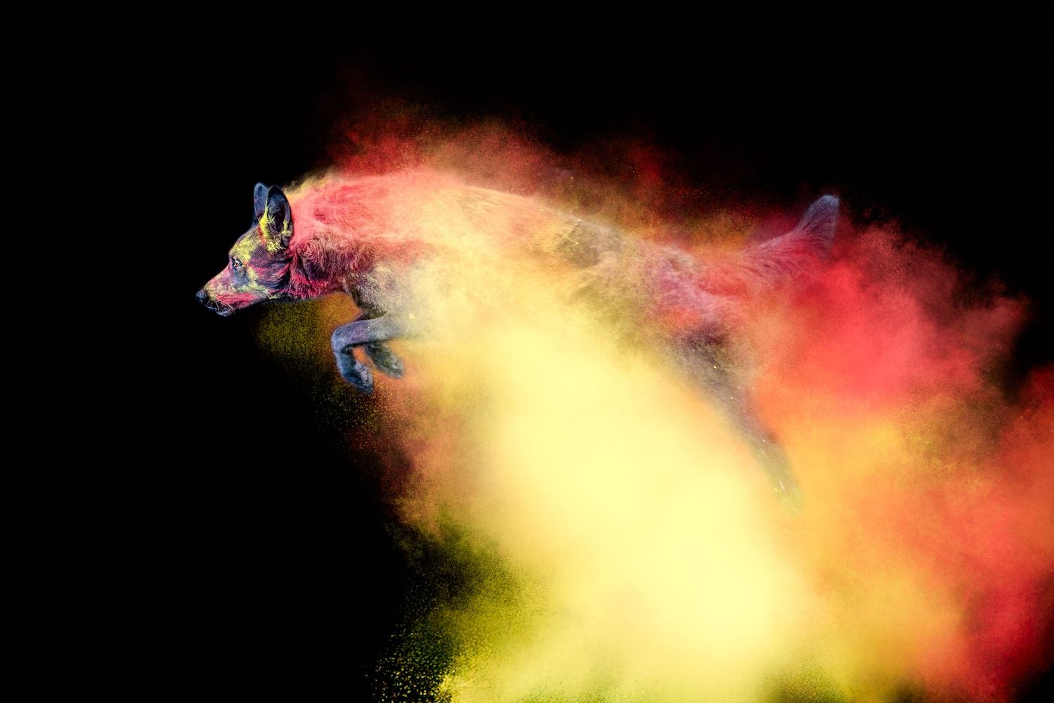 Portrait Wenaewe photographie sarthe Le Mans photographe animalier Chien sautant, explosion de poudre powder Holi rouge et jaune, dynamique.