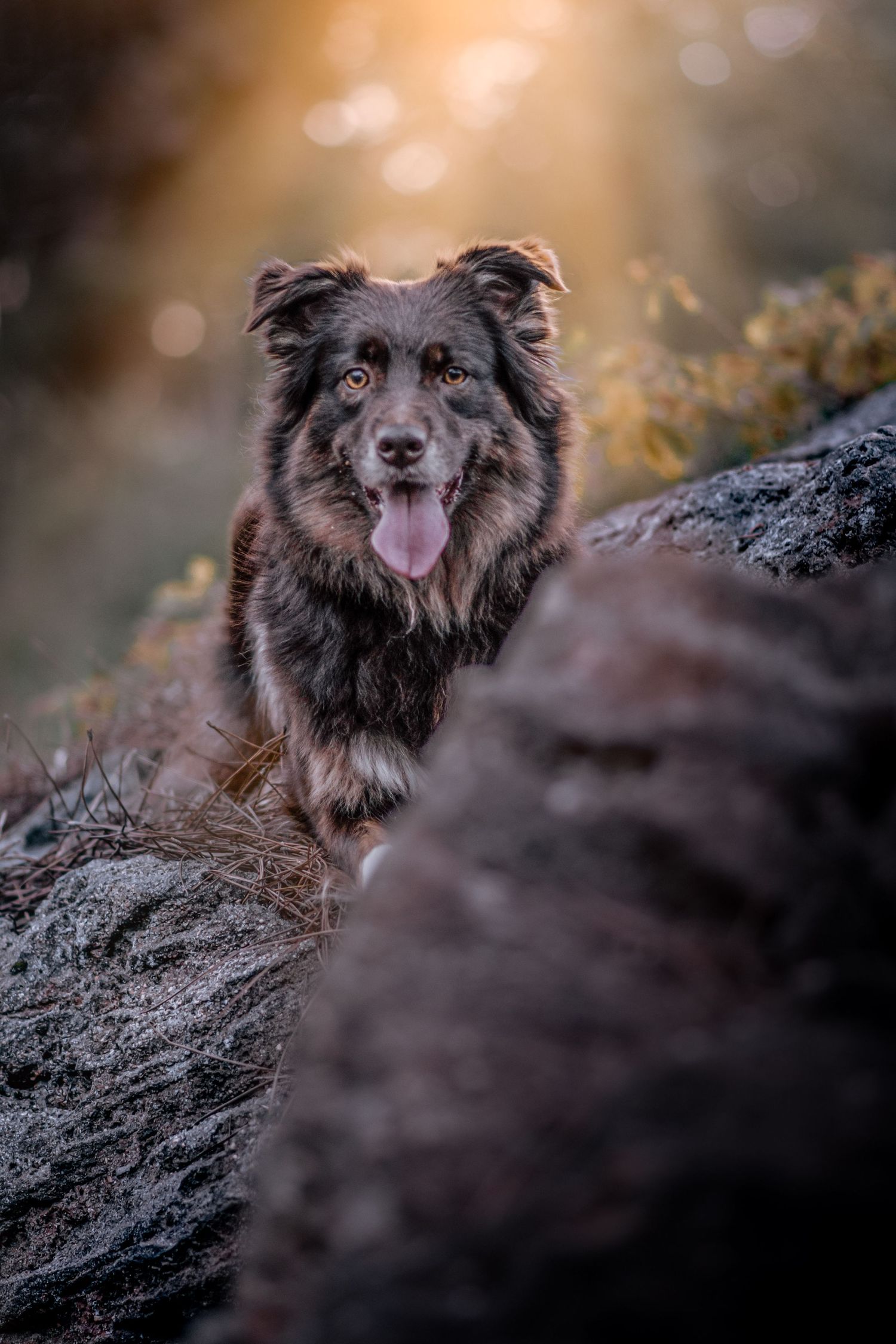 PhotoPortrait chien berger australien sur un rocher, lumière naturelle automne et chaude, Wenaewe photographie sarthe photographe animalier