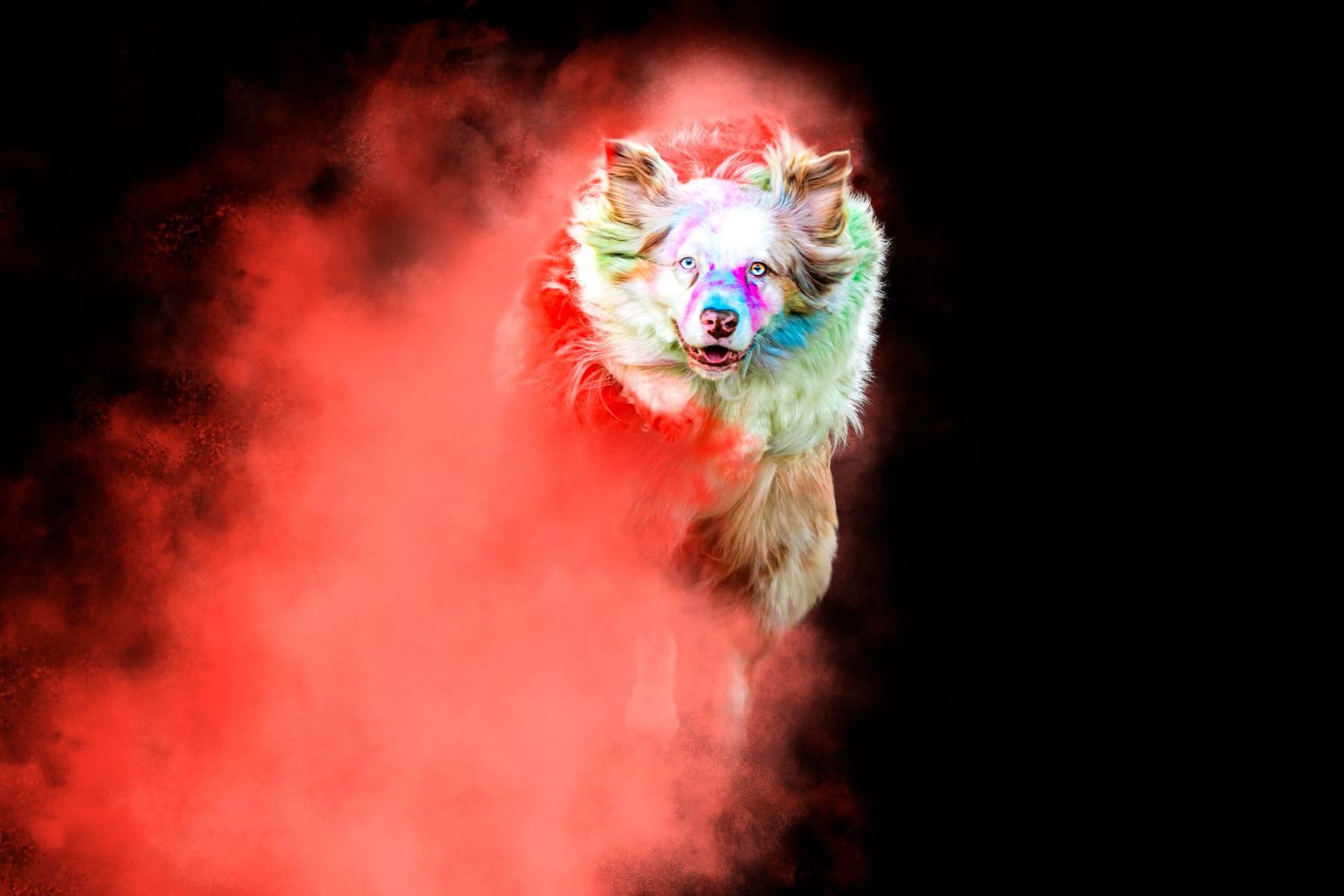 Photo chien action, photographe animalier Sarthe. Berger Australien poudre rouge powder, Wenaewe photographie sarthe photographe animalier