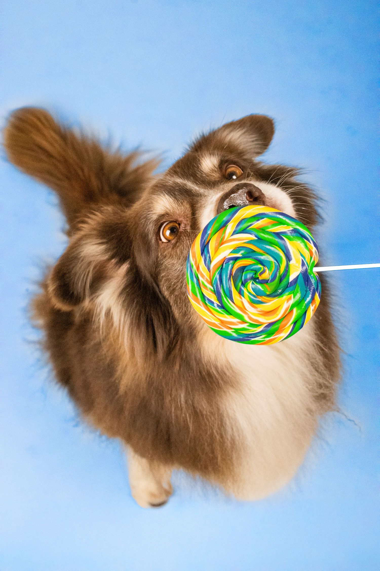 Portrait Wenaewe photographe Sarthe Le Mans Champagné Mulsanne photographe chien chevaux chat chiot studio sucette berger australien pop art