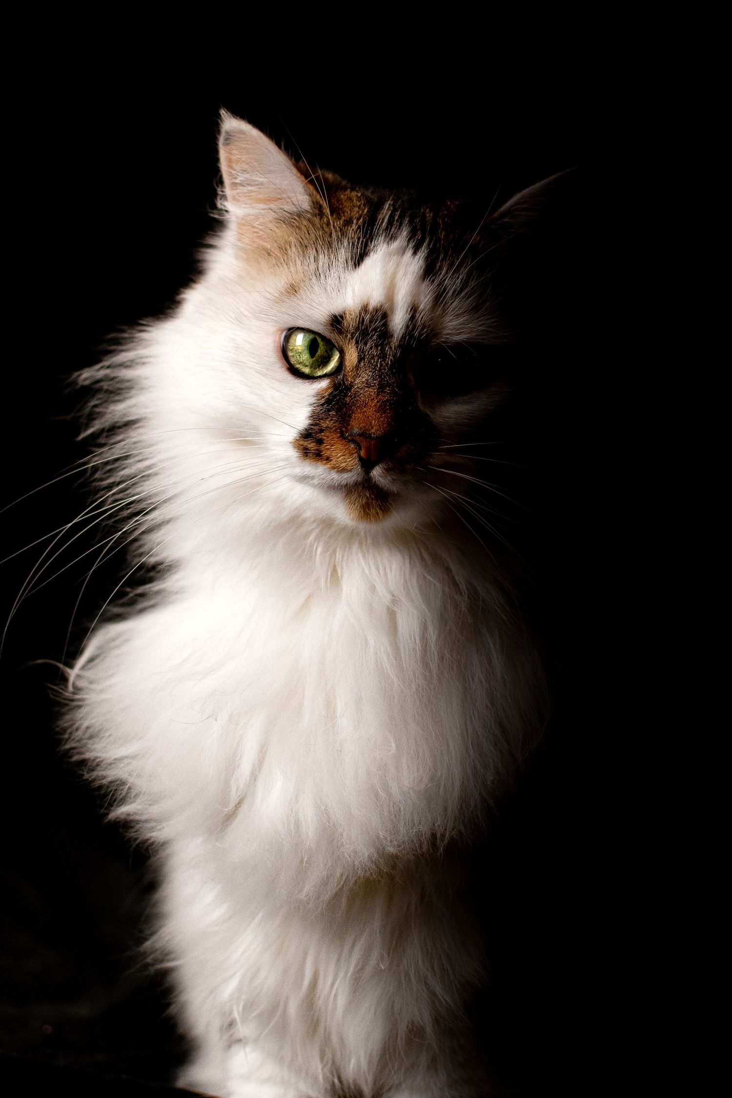 Portrait Wenaewe photographe Sarthe Le Mans Champagné Mulsanne photographe chien chevaux chat chiot studio fond noir félin blanc expression