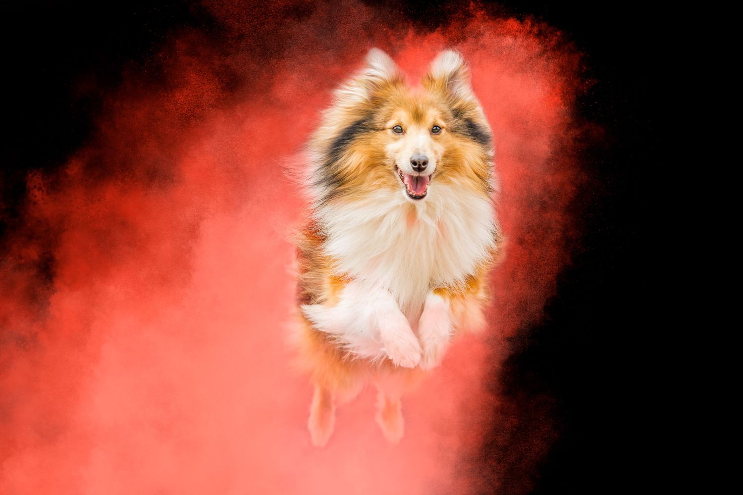 Portrait chien Wenaewe photographie sarthe photographe animalier Photo mouvement saut explosion poudre holi powder en couleur fond noir