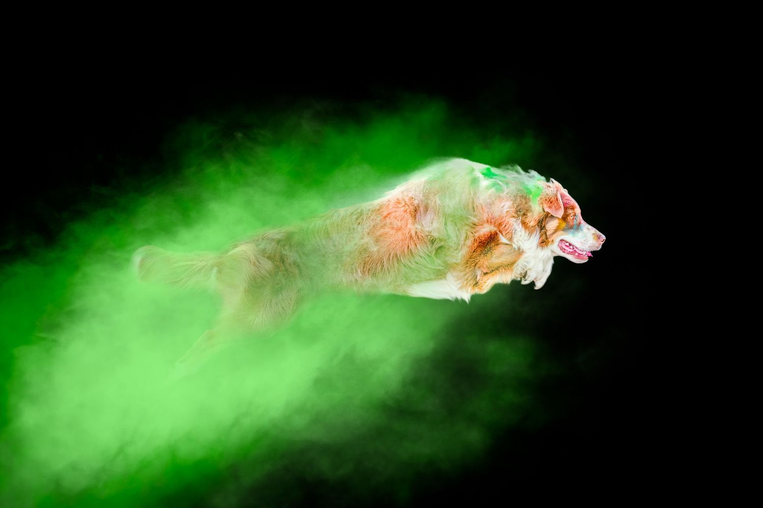 Portrait Wenaewe photographe Sarthe Le Mans Champagné Mulsanne photographe chien chevaux chat Powder poudre Holi action studio dynamique