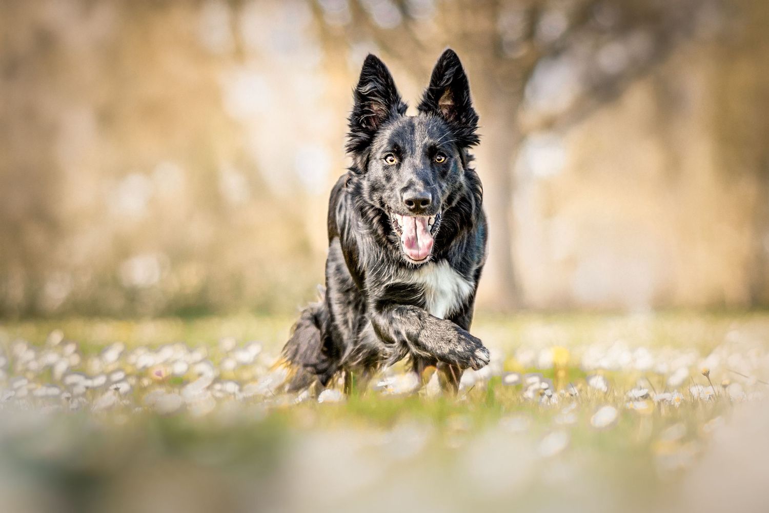 Portrait Wenaewe photographe Sarthe Le Mans Champagné Mulsanne photographe chien chevaux chat chiot foret border collie onirique complicité