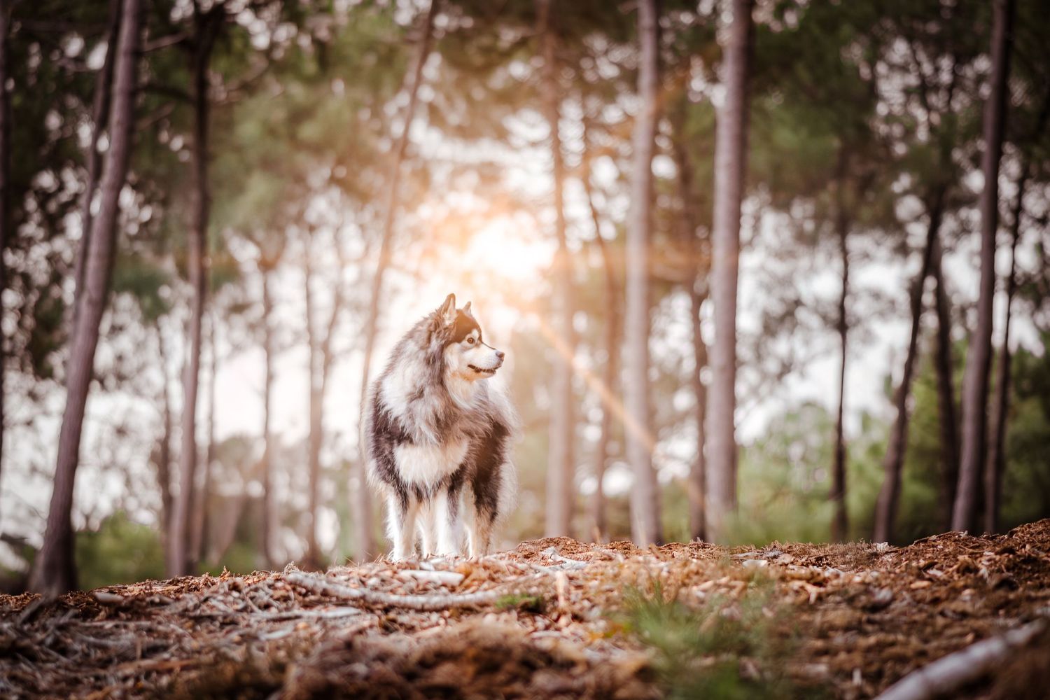 Portrait Wenaewe photographe Sarthe Le Mans Champagné Mulsanne photographe chien chevaux chat chiot foret berger finois onirique complicité