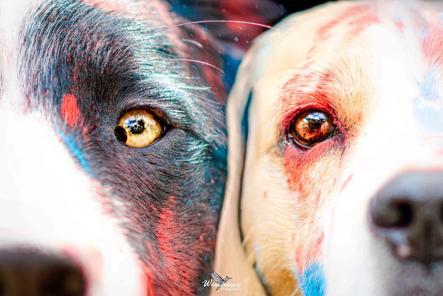 Portrait chien border beagle Wenaewe photographie sarthe photographe animalier Photo pose, face poudre holi powder en couleur en fond noir