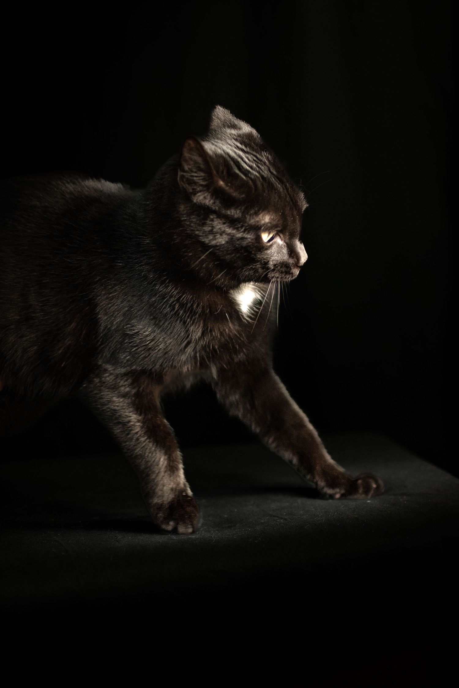 Portrait Wenaewe photographe Sarthe Le Mans Champagné Mulsanne photographe chien chevaux chat chiot studio fond noir félin expression
