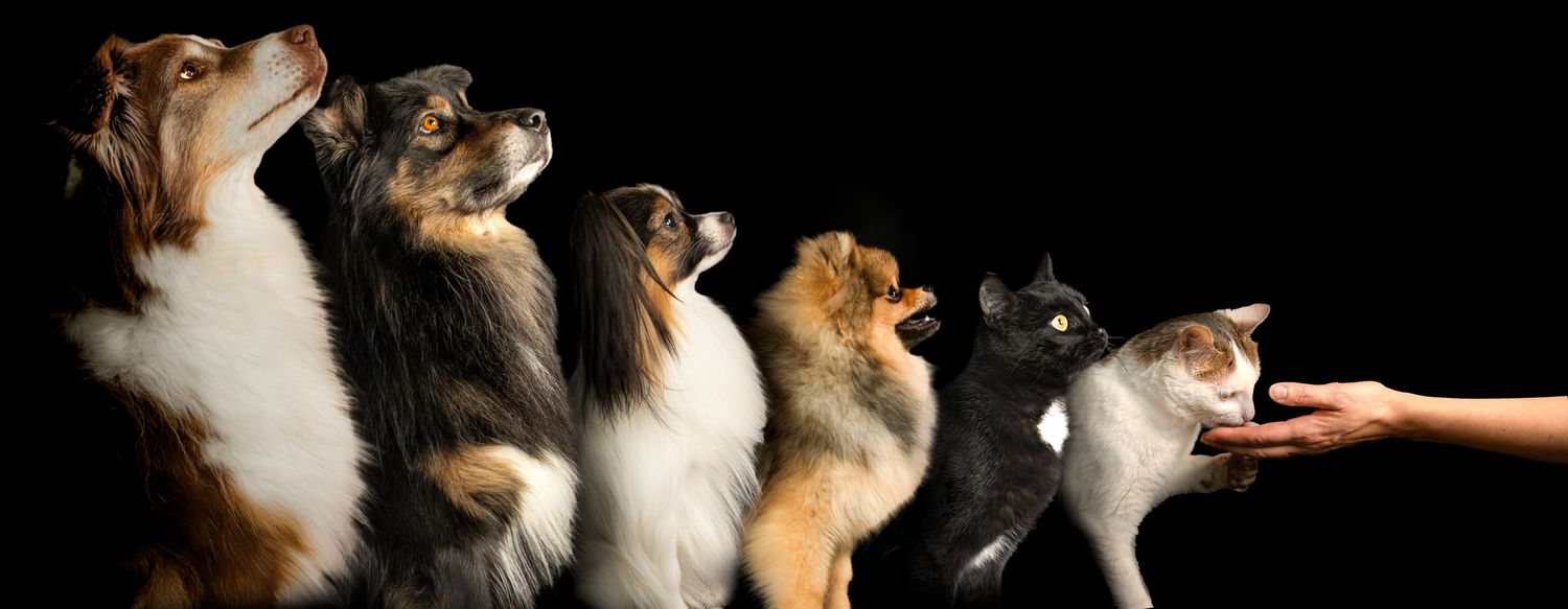 Wenaewe photographe Sarthe Le Mans Champagné Mulsanne photographe chien chevaux chat chiot studio fond noir complicité regard famille