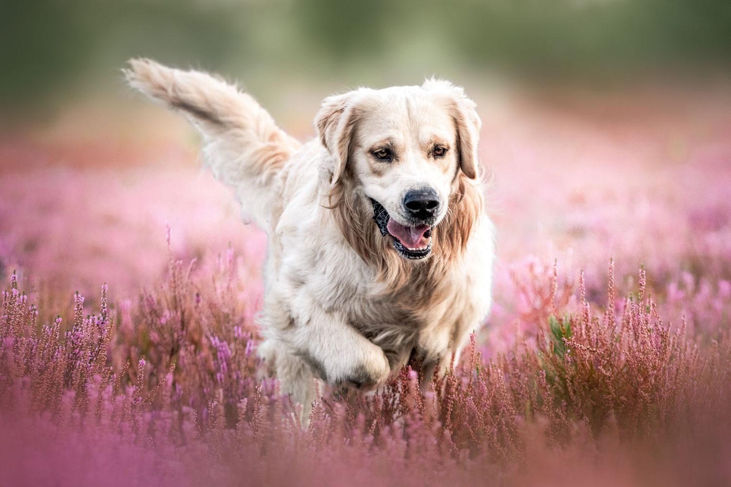 Photo portrait chien Golden Retriever en course. Wenaewe photographie sarthe photographe animalier. Chien clair dans bruyère rose. Mulsanne