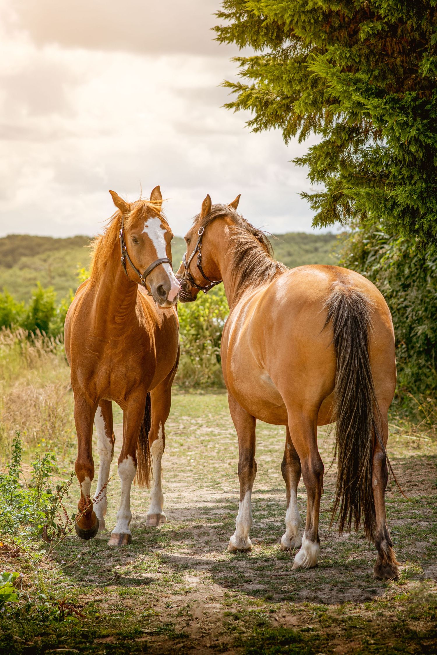 Photo portrait deux chevaux bais, alezan face-à-face. Wenaewe photographie sarthe photographe animalier. Chevaux complices en nature, champs