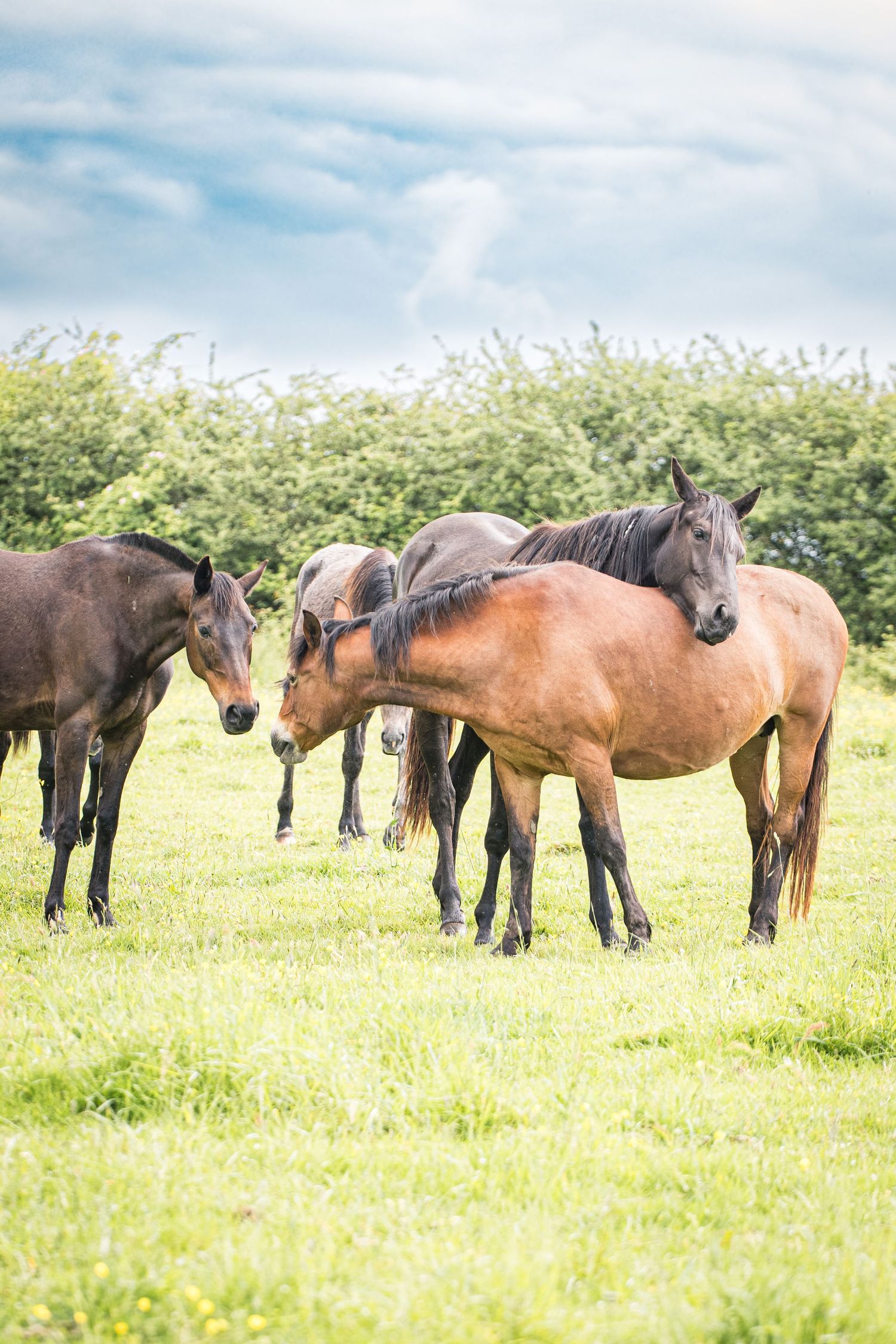 Photo portrait groupe de chevaux au pré. Wenaewe photographie sarthe photographe animalier. Chevaux complices en pleine nature sous le ciel.