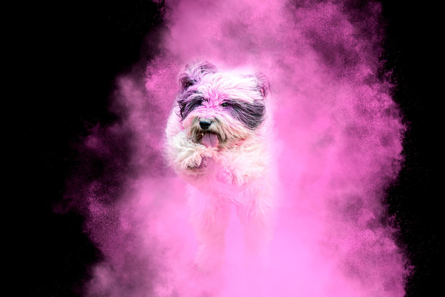 Photo portrait chien poudre, photographe animalier Sarthe. chien blanc en action dans une explosion de poudre, powder. Wenaewe Photographie