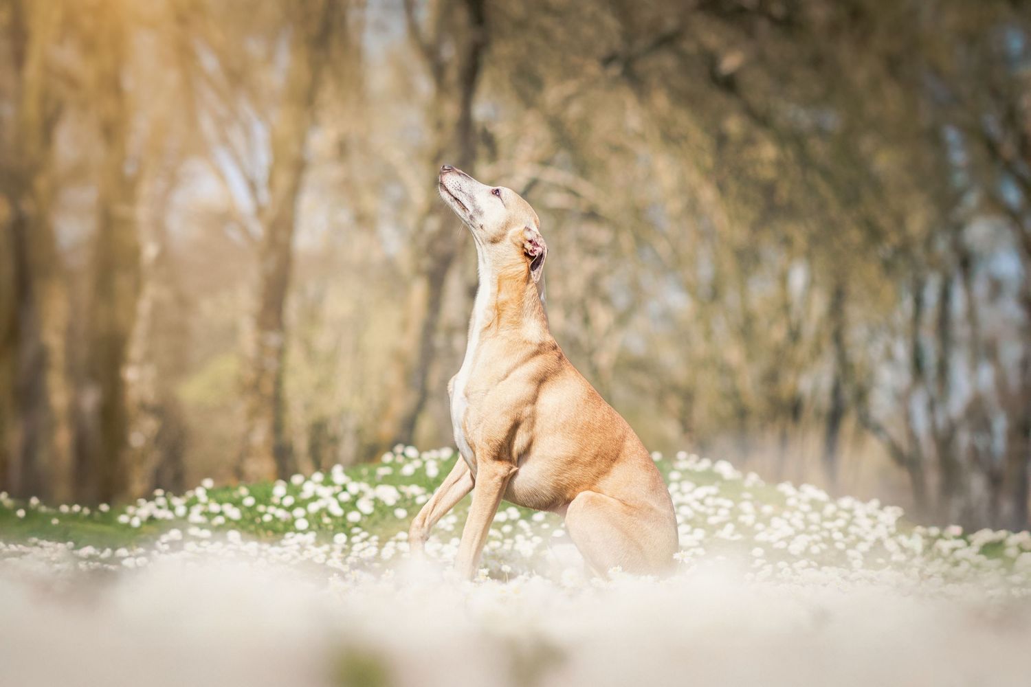 Photo portrait chien lévrier assis. Wenaewe photographie sarthe photographe animalier Lévrier dans un champ de marguerite blanche plainitude