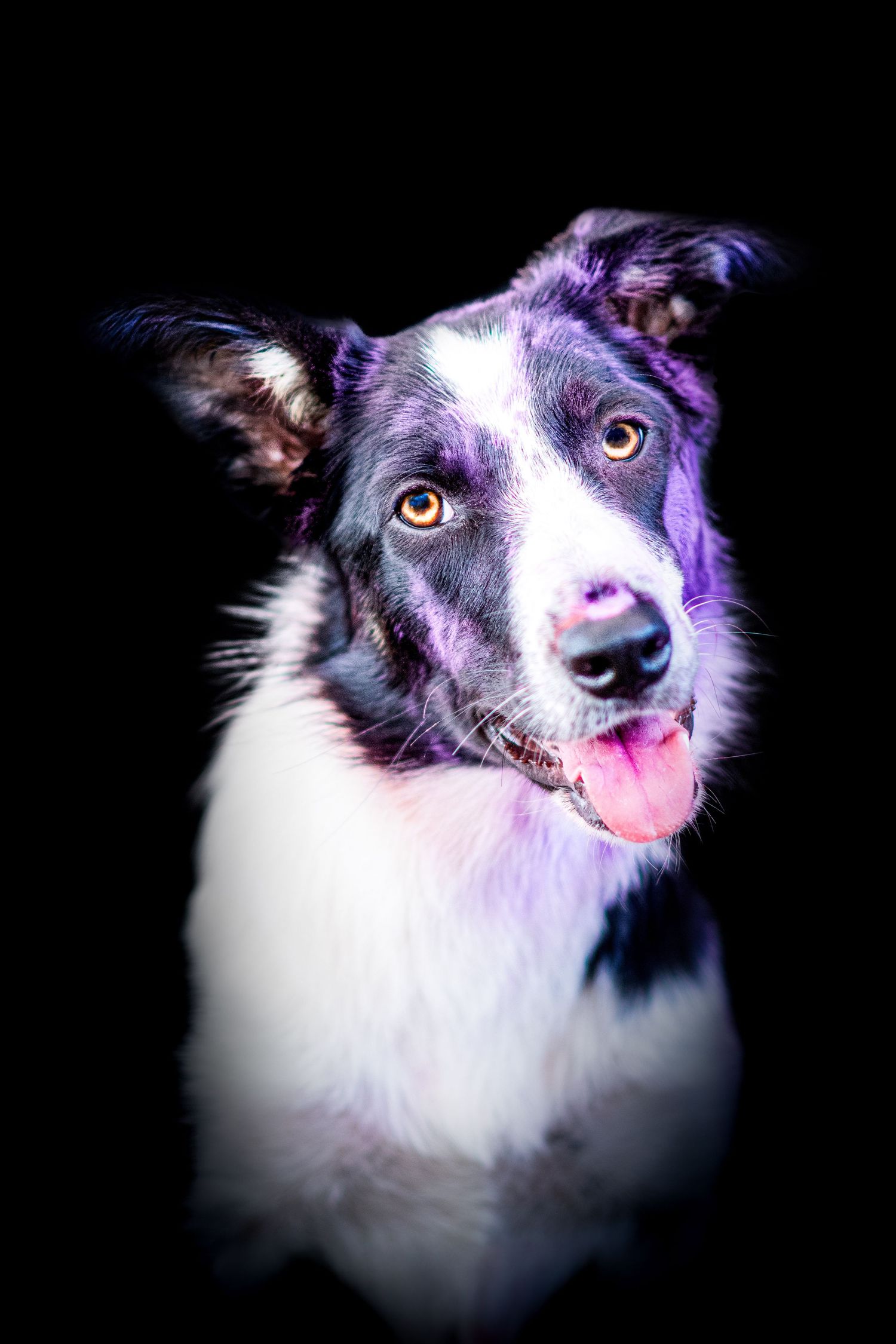 Portrait chien border Wenaewe photographie sarthe photographe animalier Photo pose, face poudre holi powder en couleur violet en fond noir