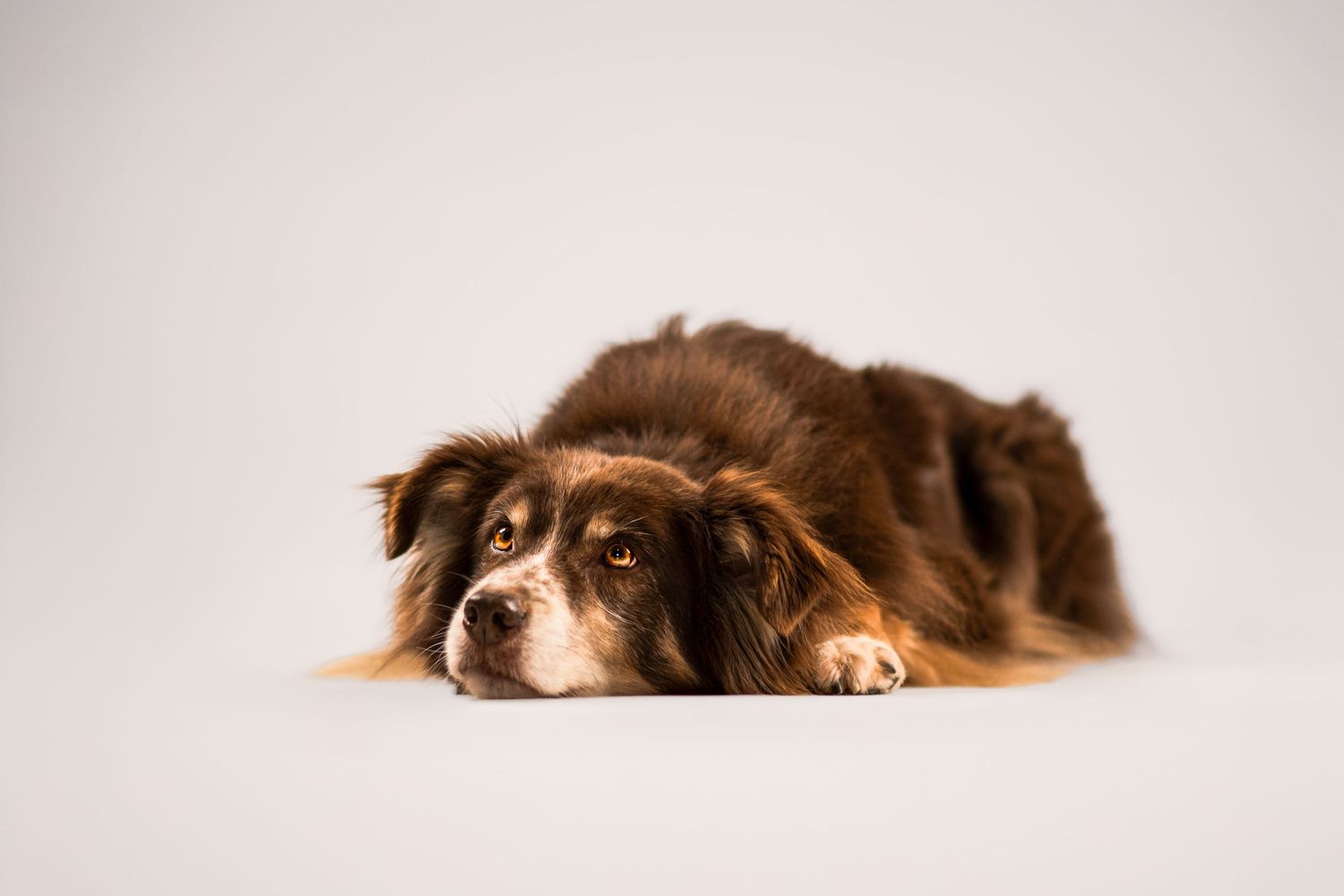 Portrait Wenaewe photographe Sarthe Le Mans Champagné Mulsanne photographe chien chevaux chat chiot studio fond blanc berger australien