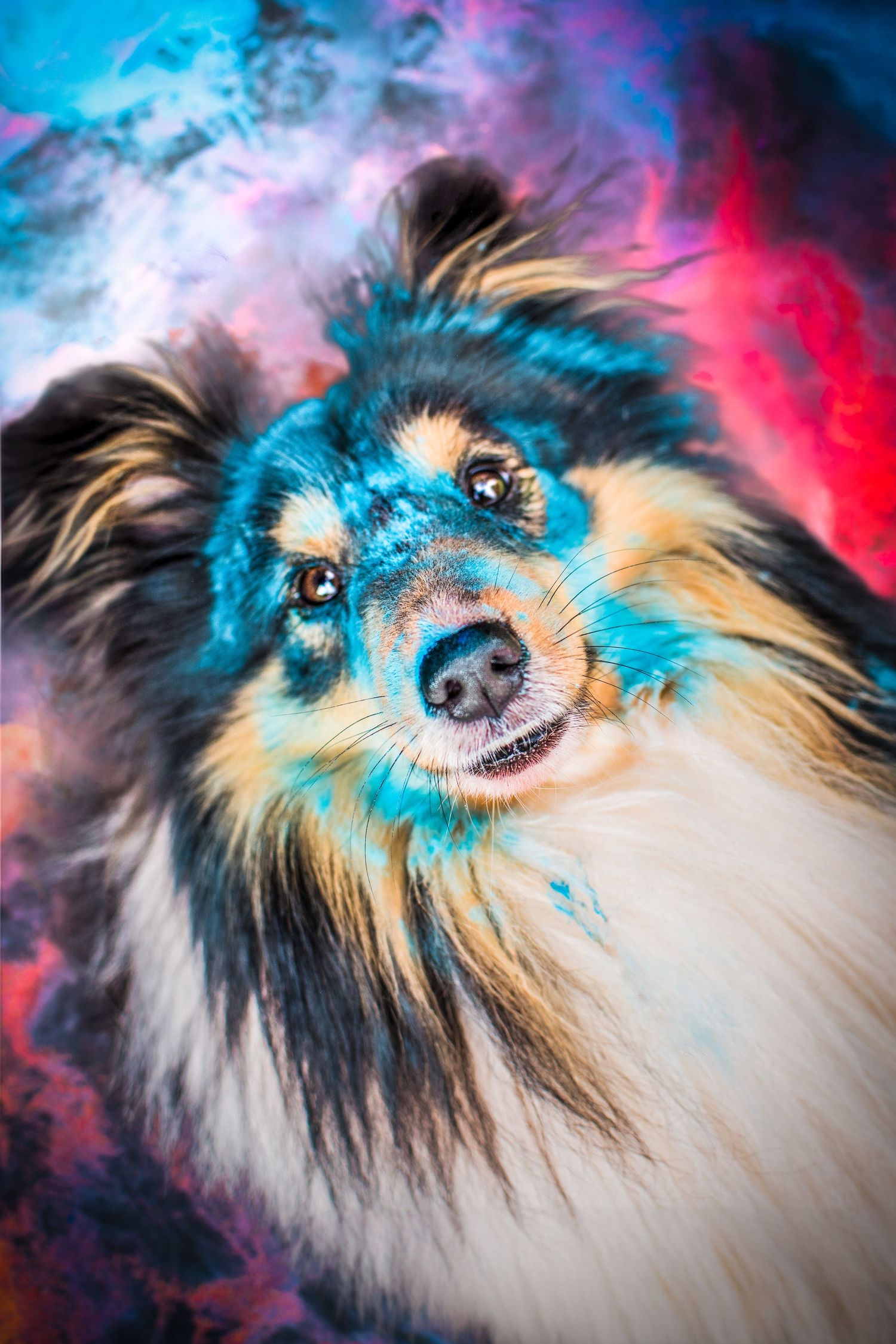 Portrait chien  shetland Wenaewe photographie sarthe photographe animalier Photo pose, face poudre holi powder en couleur bleu en fond noir