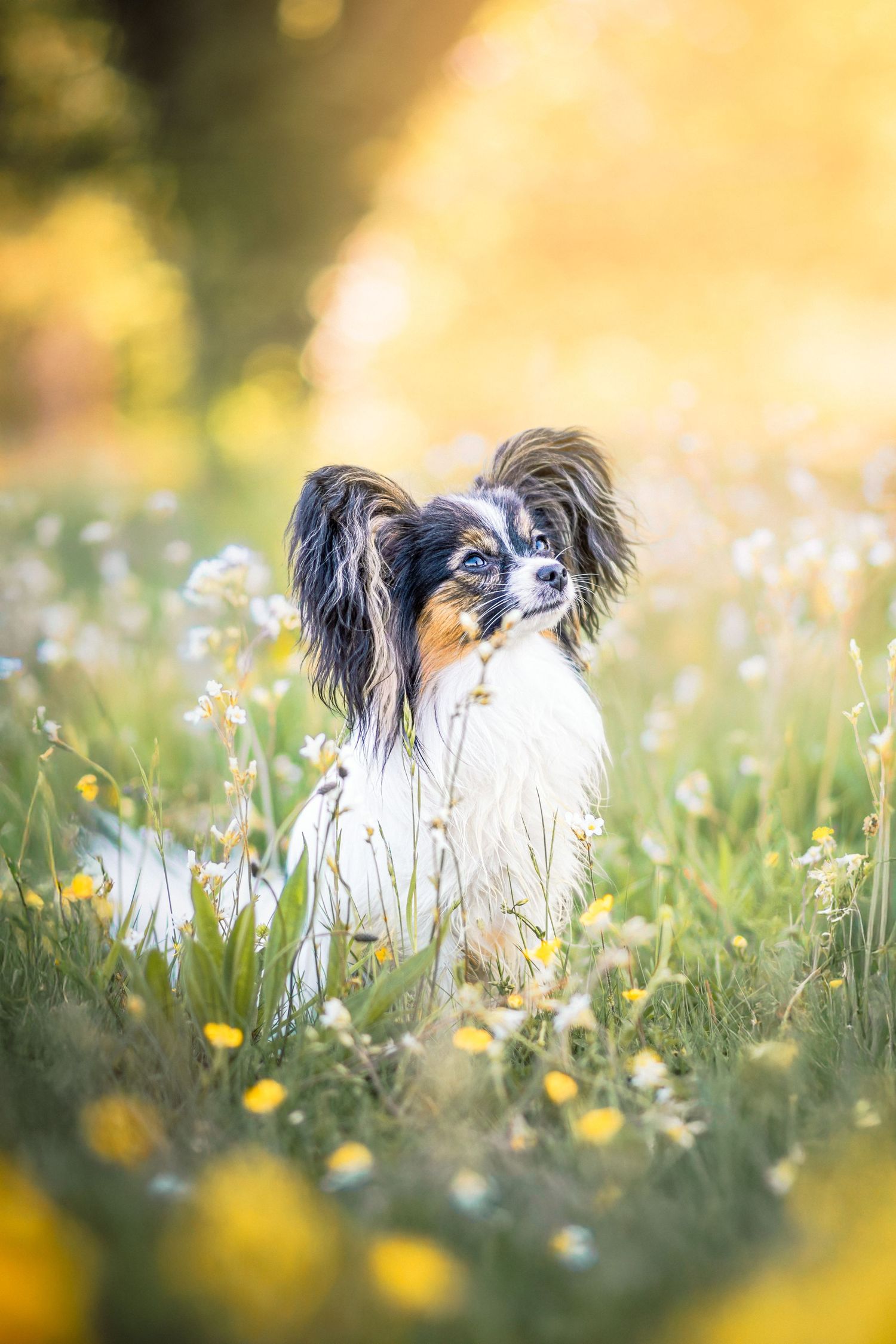 Photo portrait de chien Papillon assis. Wenaewe photographie sarthe photographe animalier. Tricolore dans un champ de fleurs, lumière dorée.