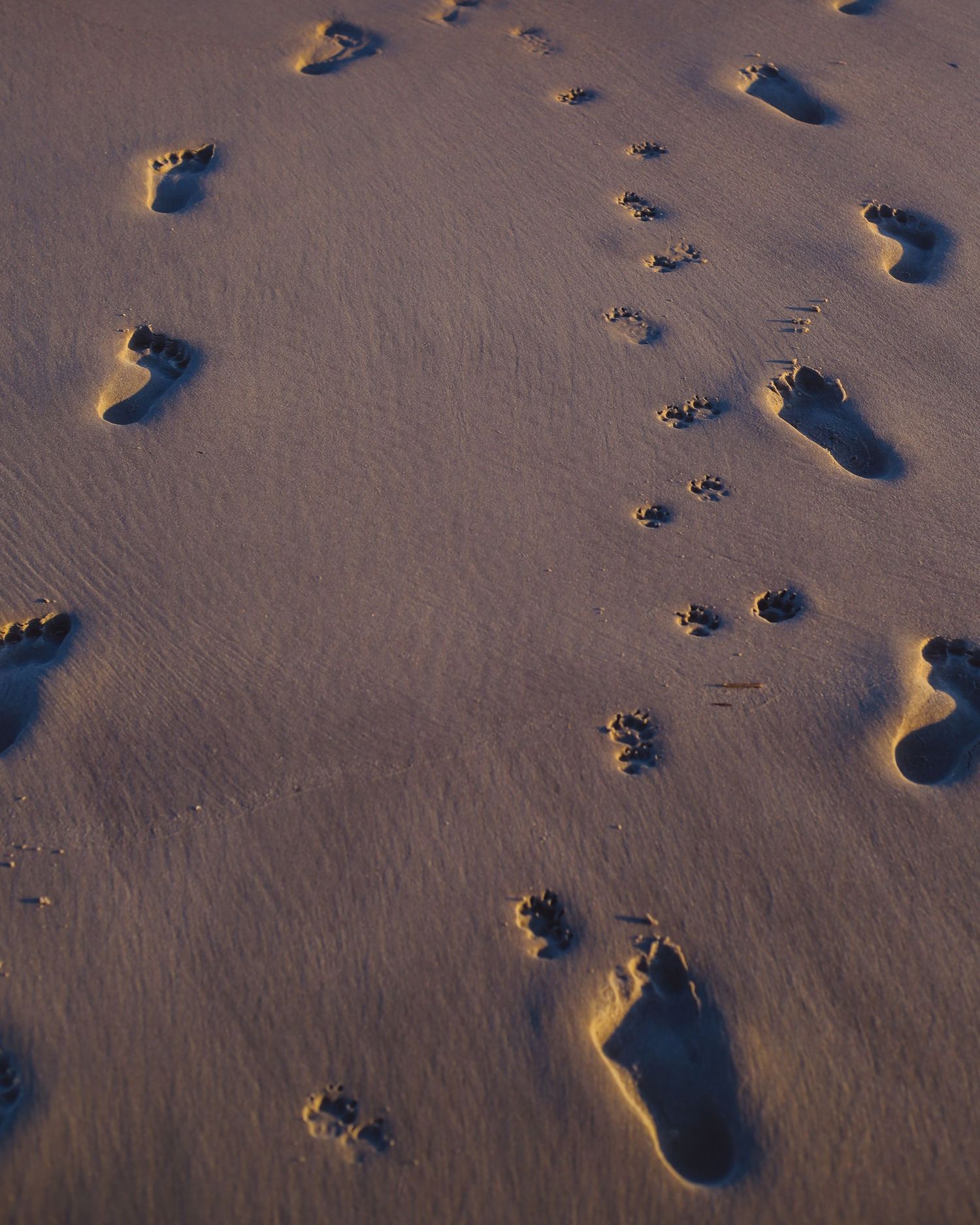 Footprints scattered across smooth sand at sunset creating patterns and shadows.