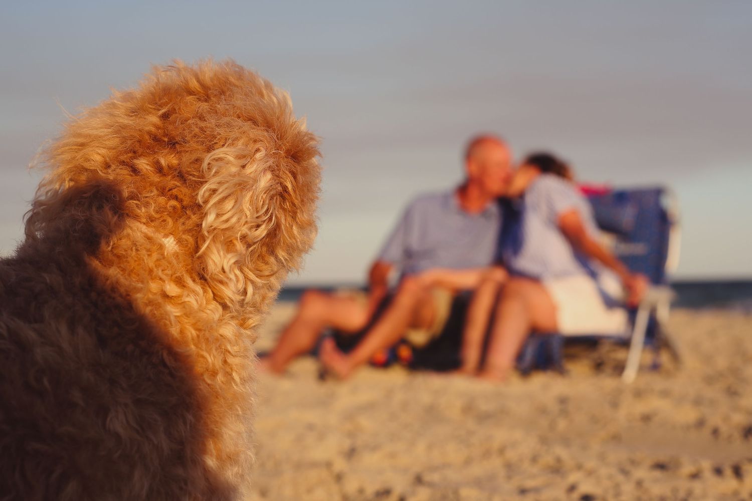 Dog with reddish fur watching something in the distance on a beach.