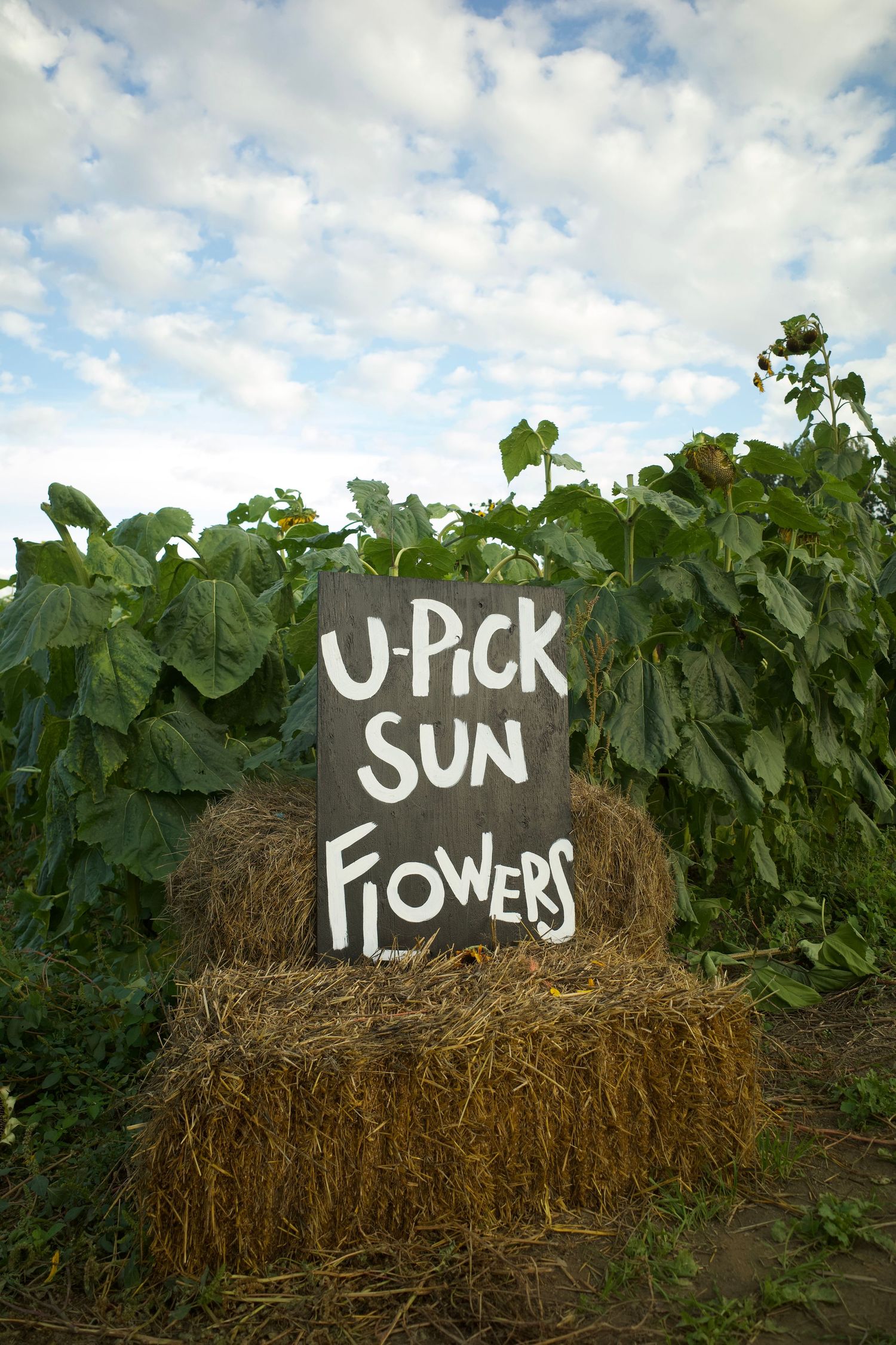 A rustic chalkboard U-Pick Sunflowers sign resting on a hay bale in a lush sunflower field under a cloudy sky.