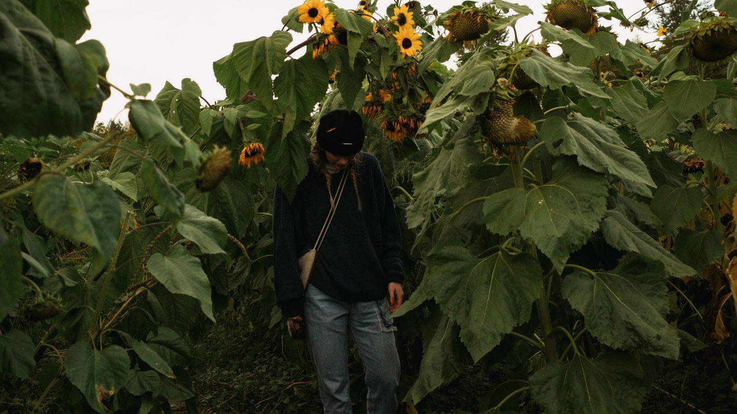 Person walking through tall sunflower field wearing black hoodie and mask on overcast day.
