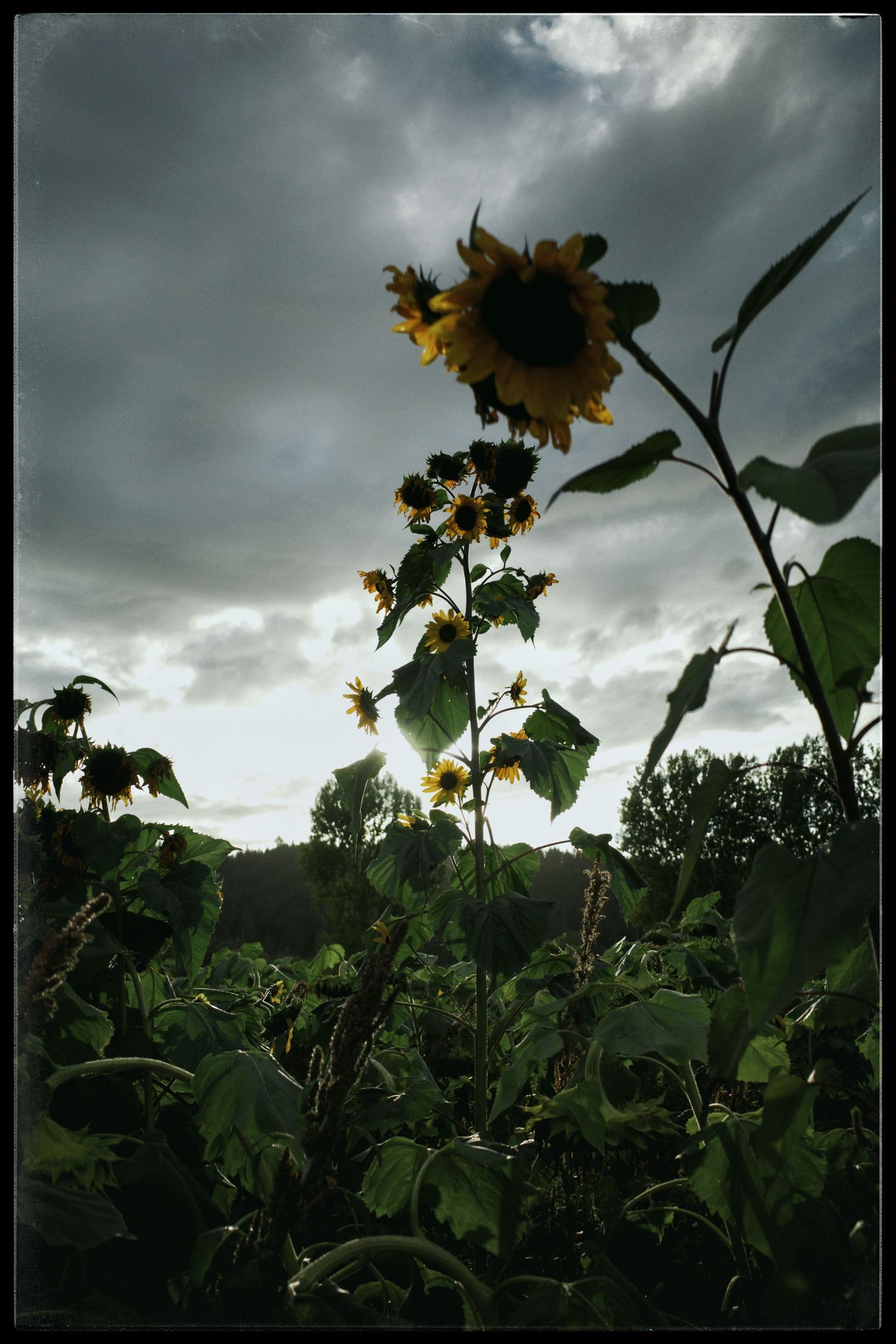 Tall sunflowers silhouetted against a dramatic cloudy sky in a lush green field at dusk.