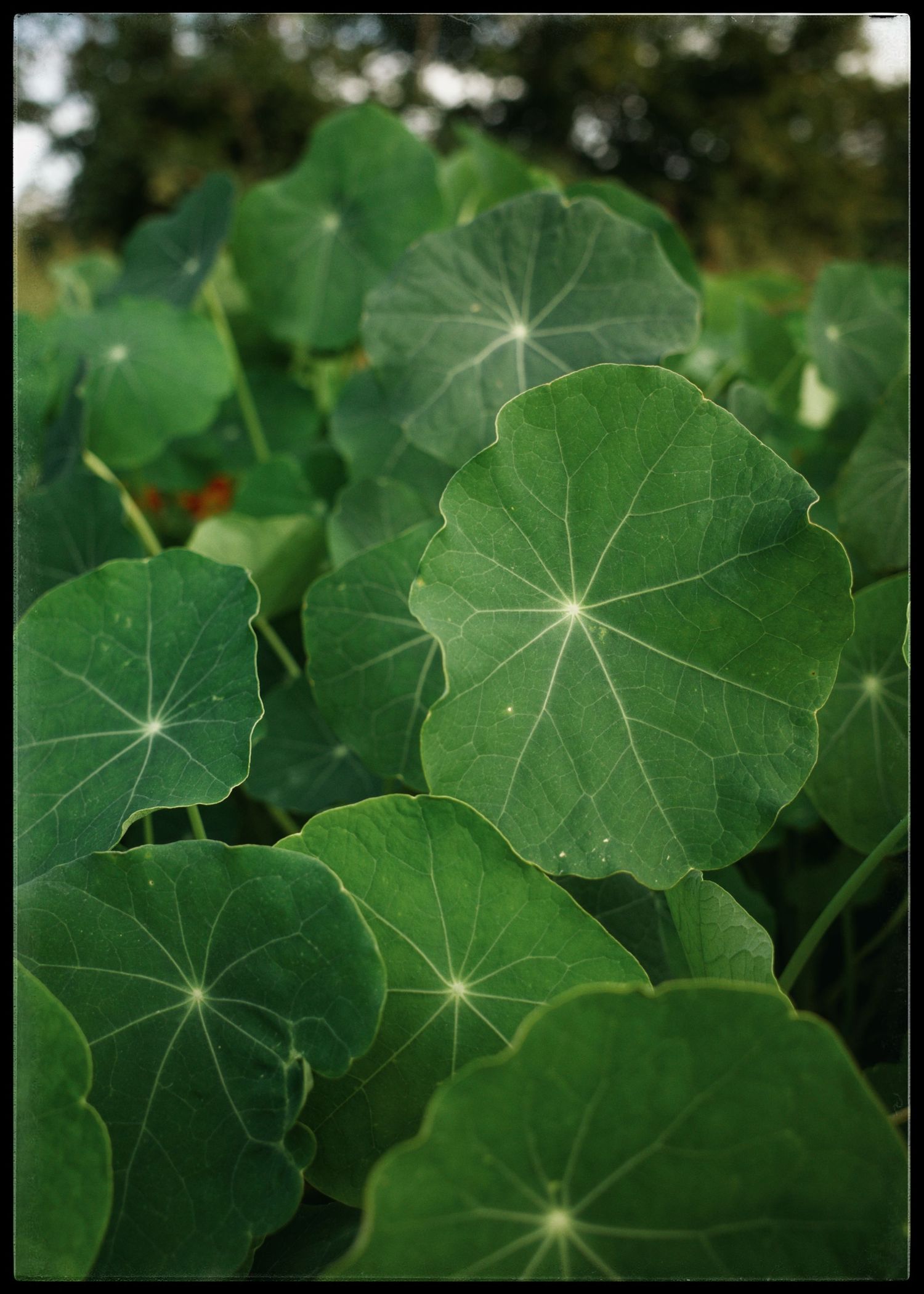 Close-up of vibrant green nasturtium leaves with star-shaped centers, showcasing their round, lush foliage in natural light.