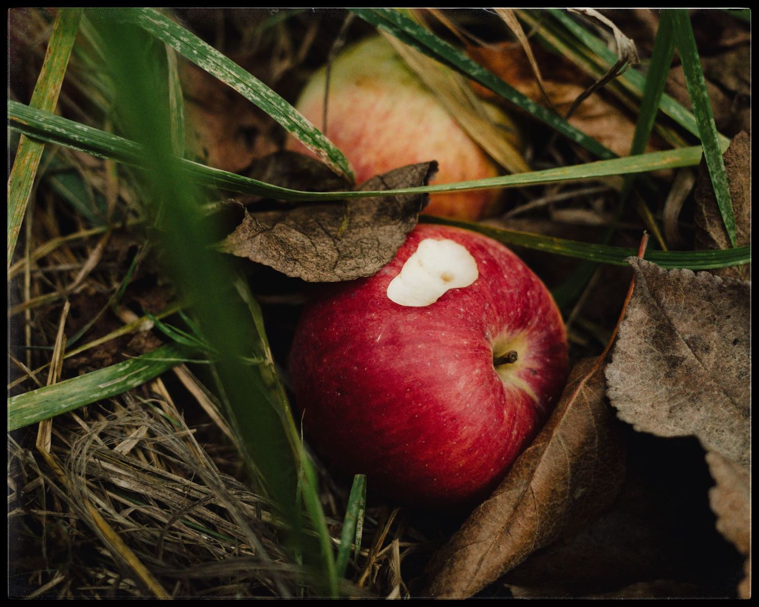 A red apple with a bite taken out of it resting among fallen leaves and green grass outdoors.